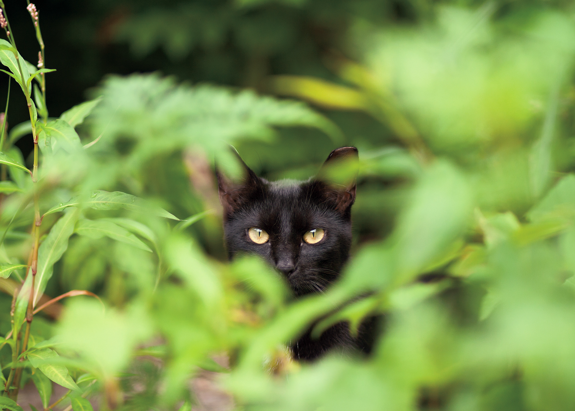 Outdoor cats are often unsocialized to people and will not make suitable indoor pets.