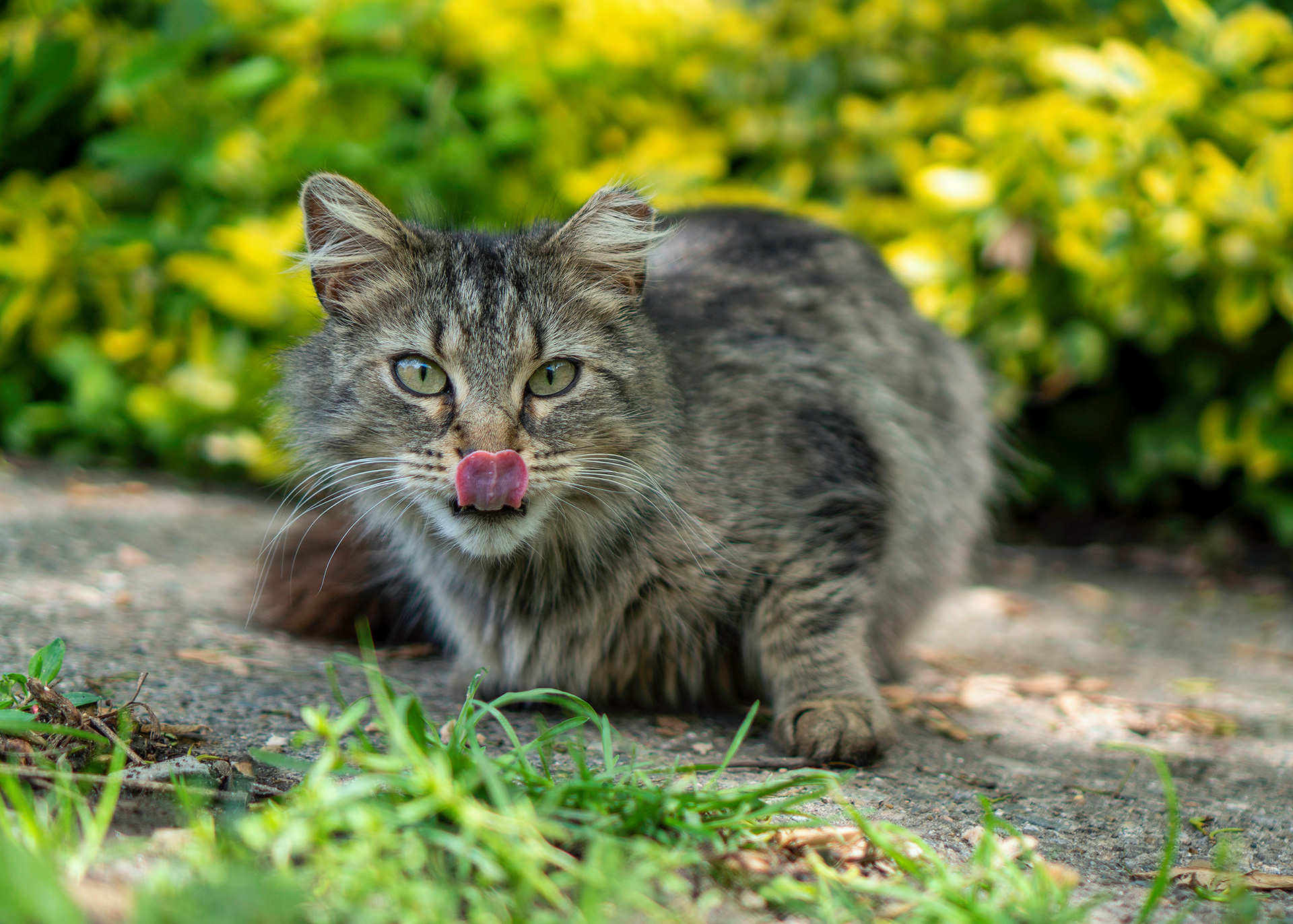 Community cats are typically not socialized or friendly to people. They are generally unadoptable and cannot live indoors however these cats often form strong bonds with the people who care for them.