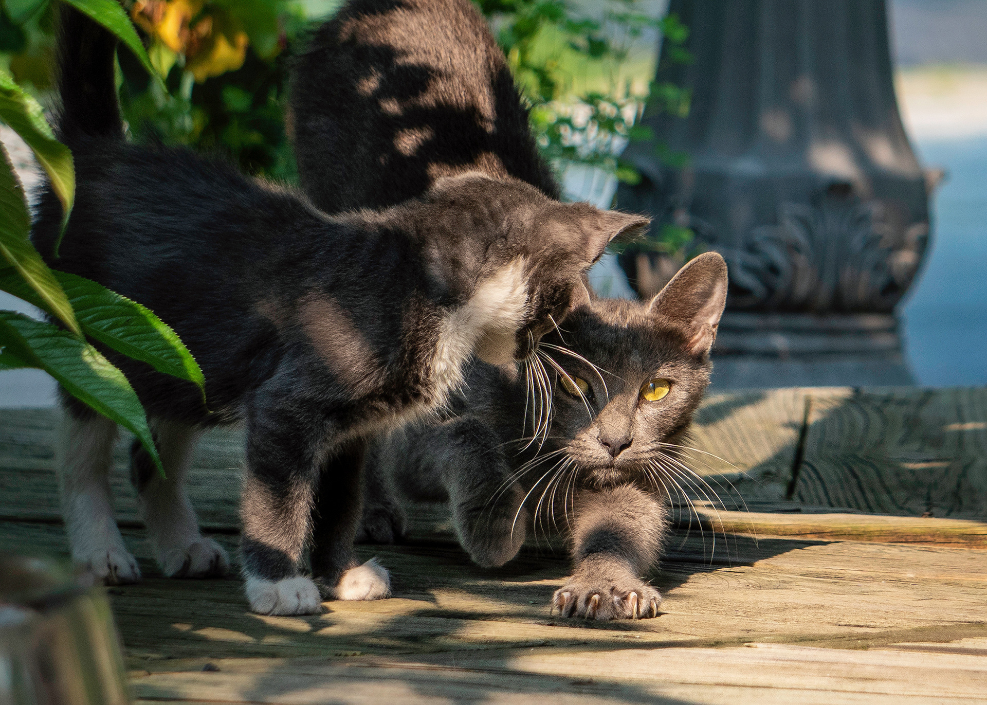 If left to their own devices, community cats live in an endless cycle of breeding and scavenging for food. It is important that they become part of a structured trap-neuter-return program that improves their lives on the streets while also decreasing overpopulation.