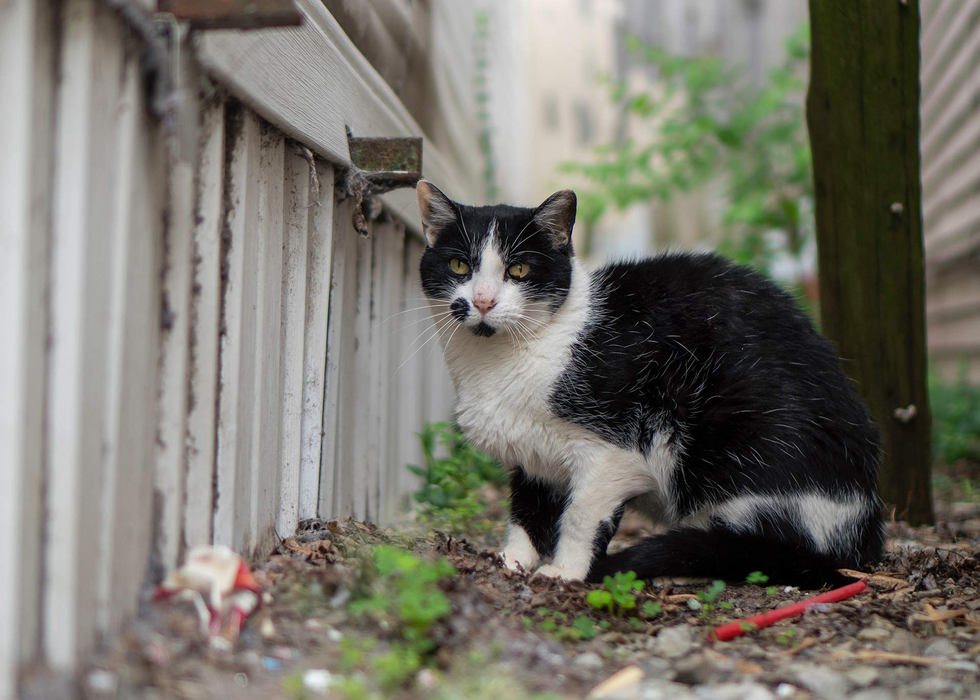 The term “community cat” is commonly referred to any unowned outside cat. They are also know as stray, feral or alley cats. They have been either lost, abandoned by a previous owner, or born outdoors to cats allowed to roam unaltered. These cats are the same species as a typical domesticated pet cat. Community cats often form strong bonds with their caretaker.