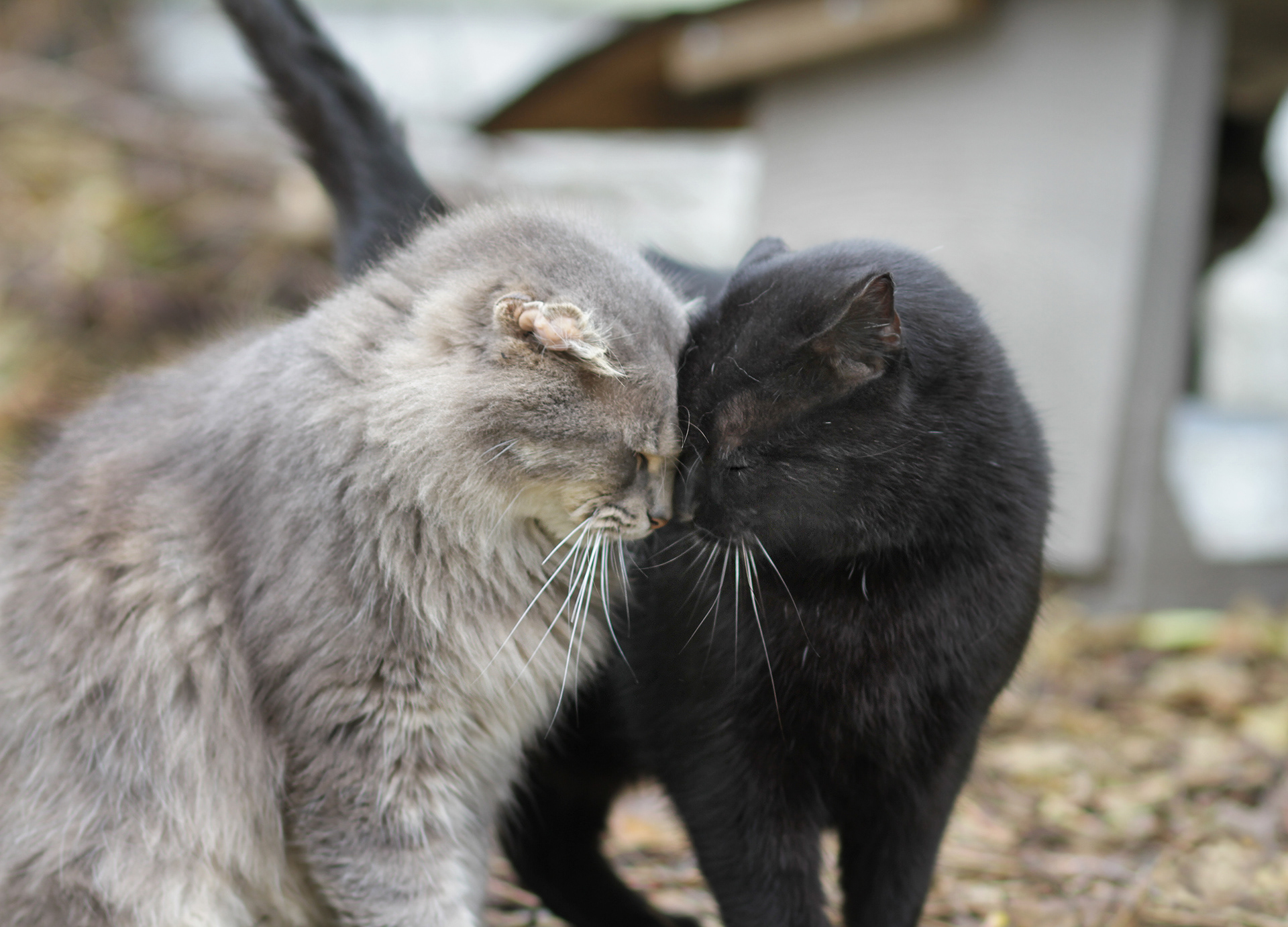 While it is vitally important for community cats to be spayed and neutered, it is also vitally important for them to have opportunities to just be cats: to play, to have food and shelter, and to give and receive unconditional love and affection.