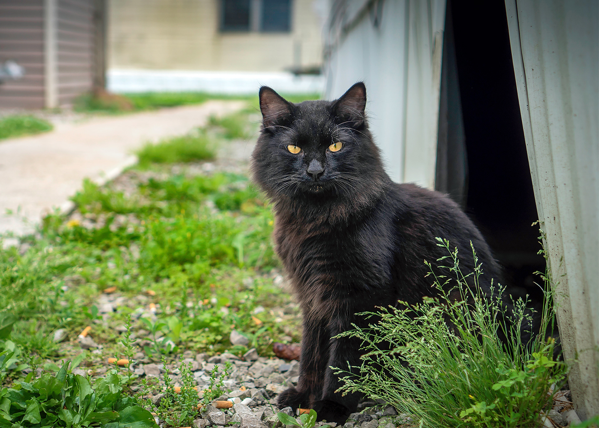 Community cats often are misunderstood as being nuisances and wild, disease-carrying animals. In actuality, they are simply kittens born to stray cats that are taught to fend for themselves in a world that doesn’t always appreciate them.