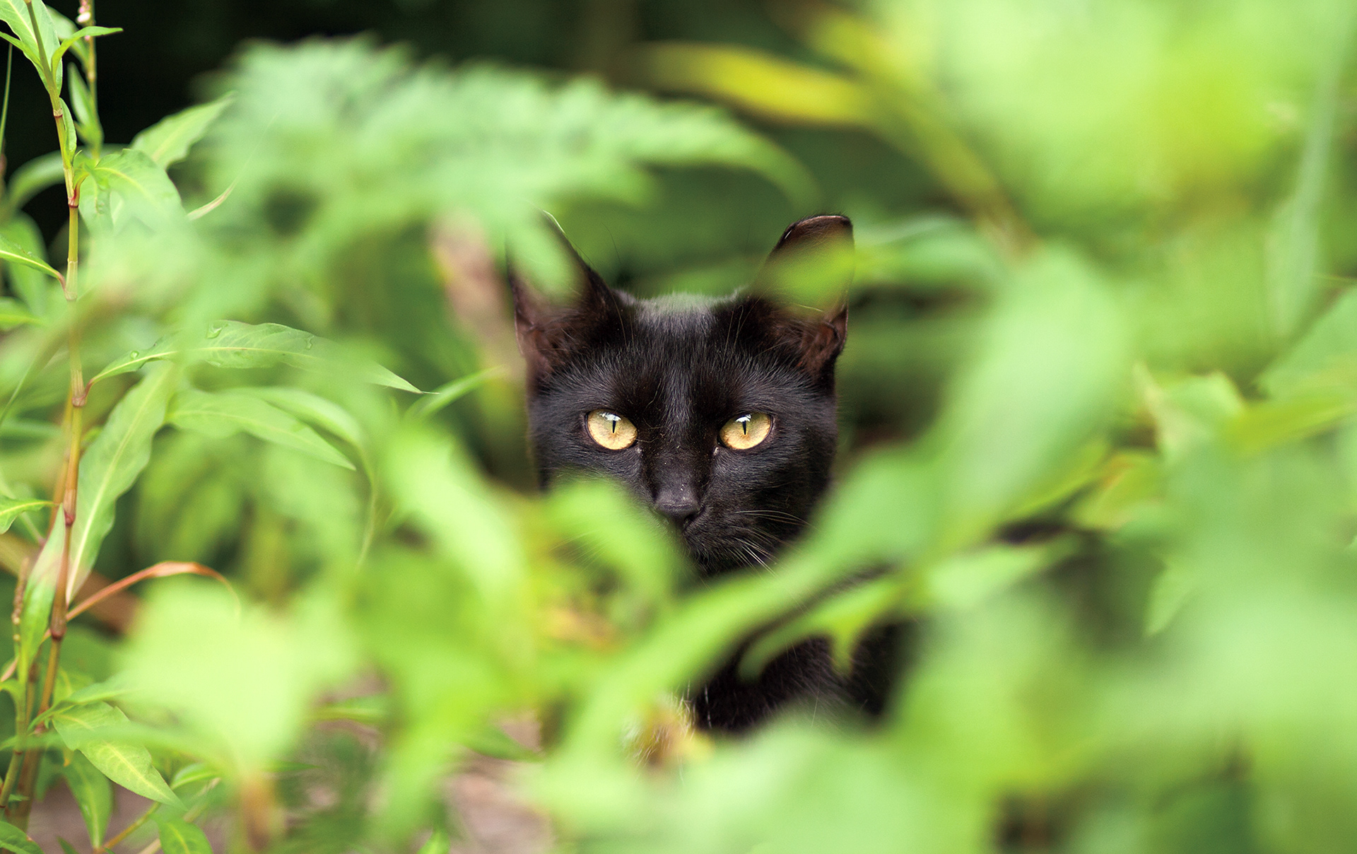 Outdoor cats are often unsocialized to people and will not make suitable indoor pets.