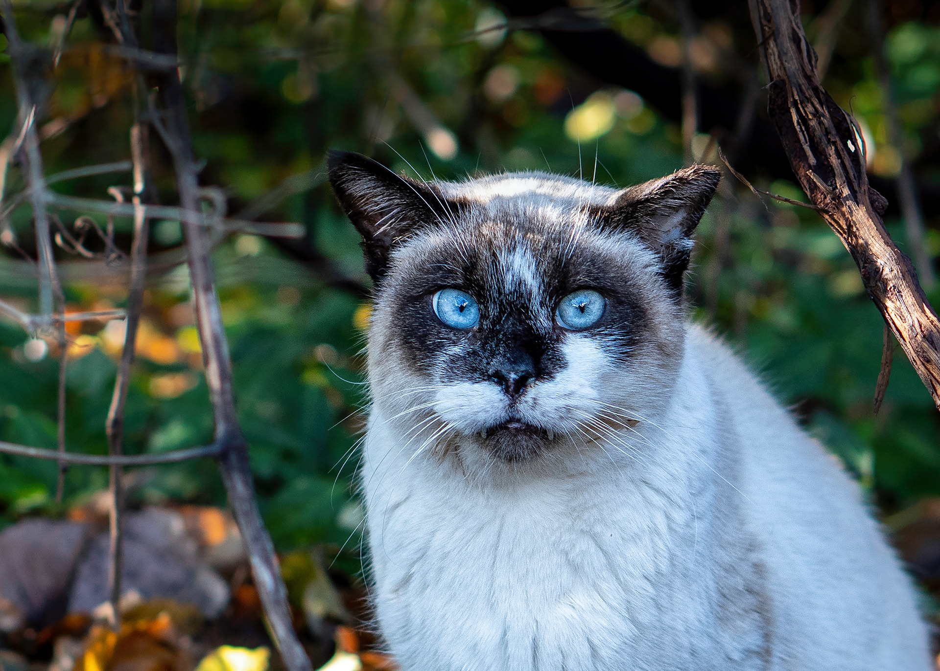 All members of the domestic cat species with whom we live belong to the same domesticated species, Felis catus, regardless of how socialized they are.