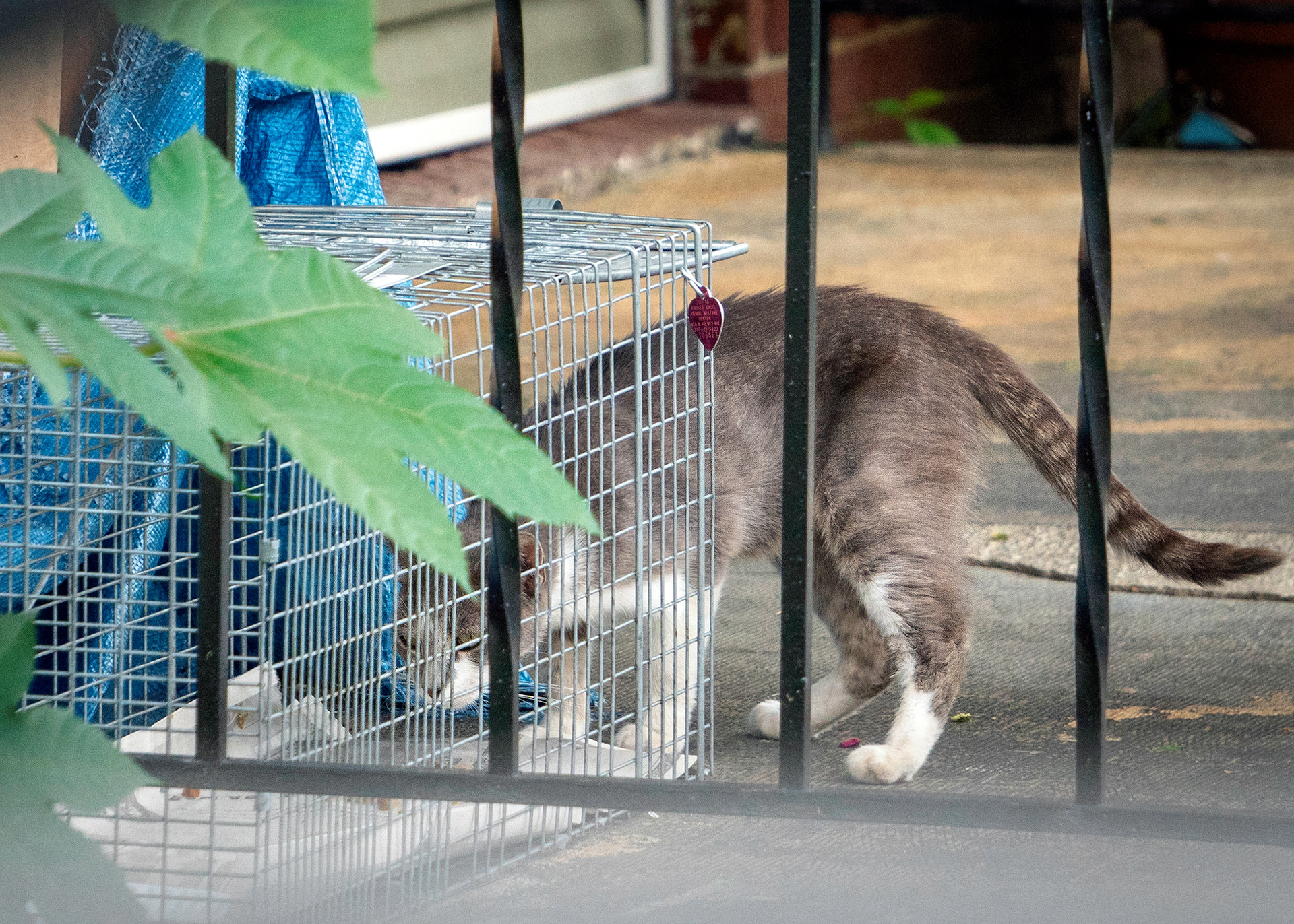 Trap- Neuter-Return (TNR) is the only non-lethal method to reduce the number of free roaming cats both immediately and in the long term.