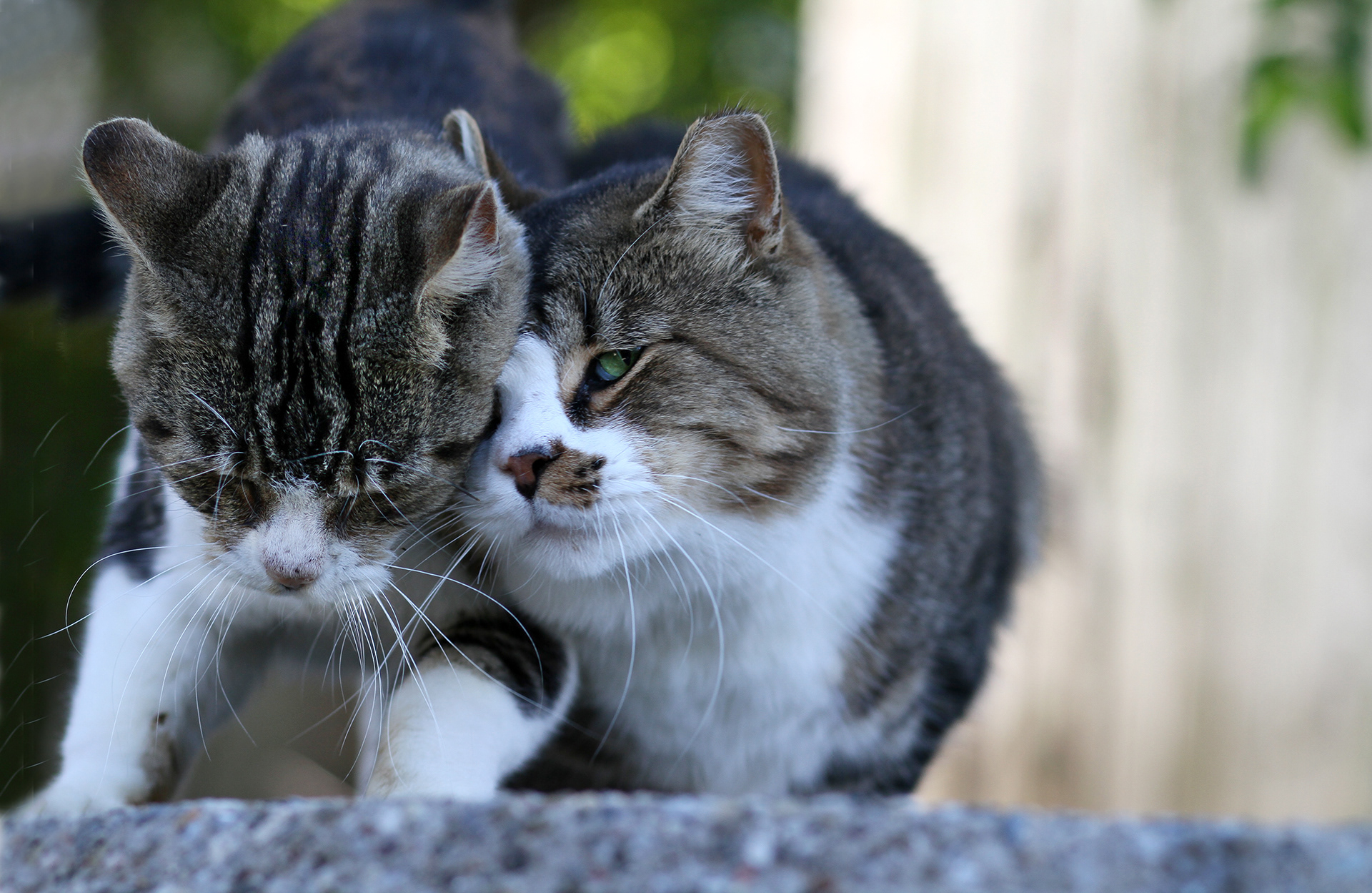 “Besides love and sympathy, animals exhibit other qualities connected with the social instincts which in us would be called moral.” ~Charles Darwin