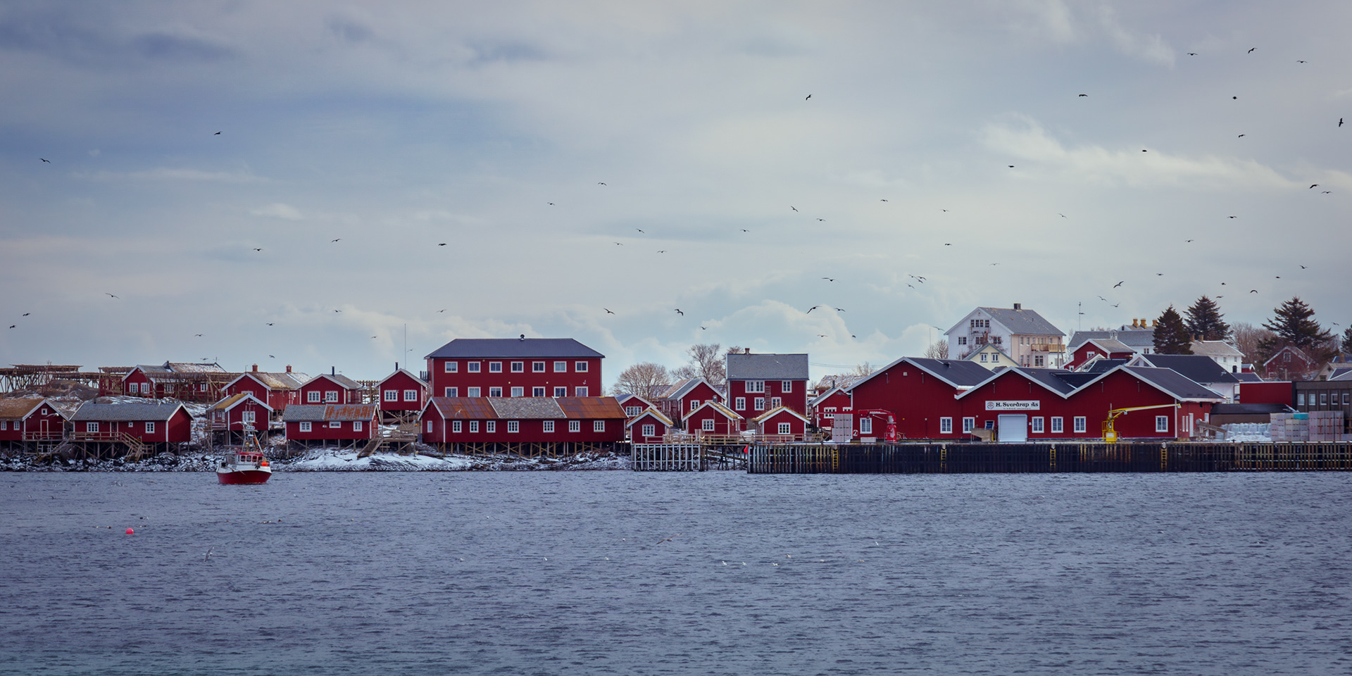 Beautiful red Reine - seagulls everywhere when fishermen are out and about.