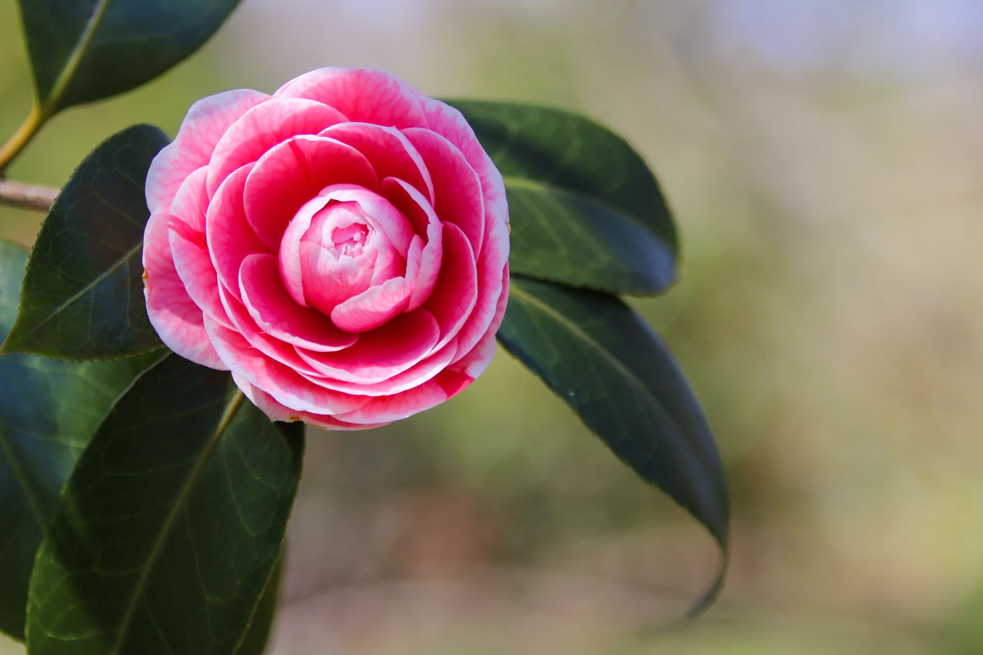 Maryland: Brookside Gardens