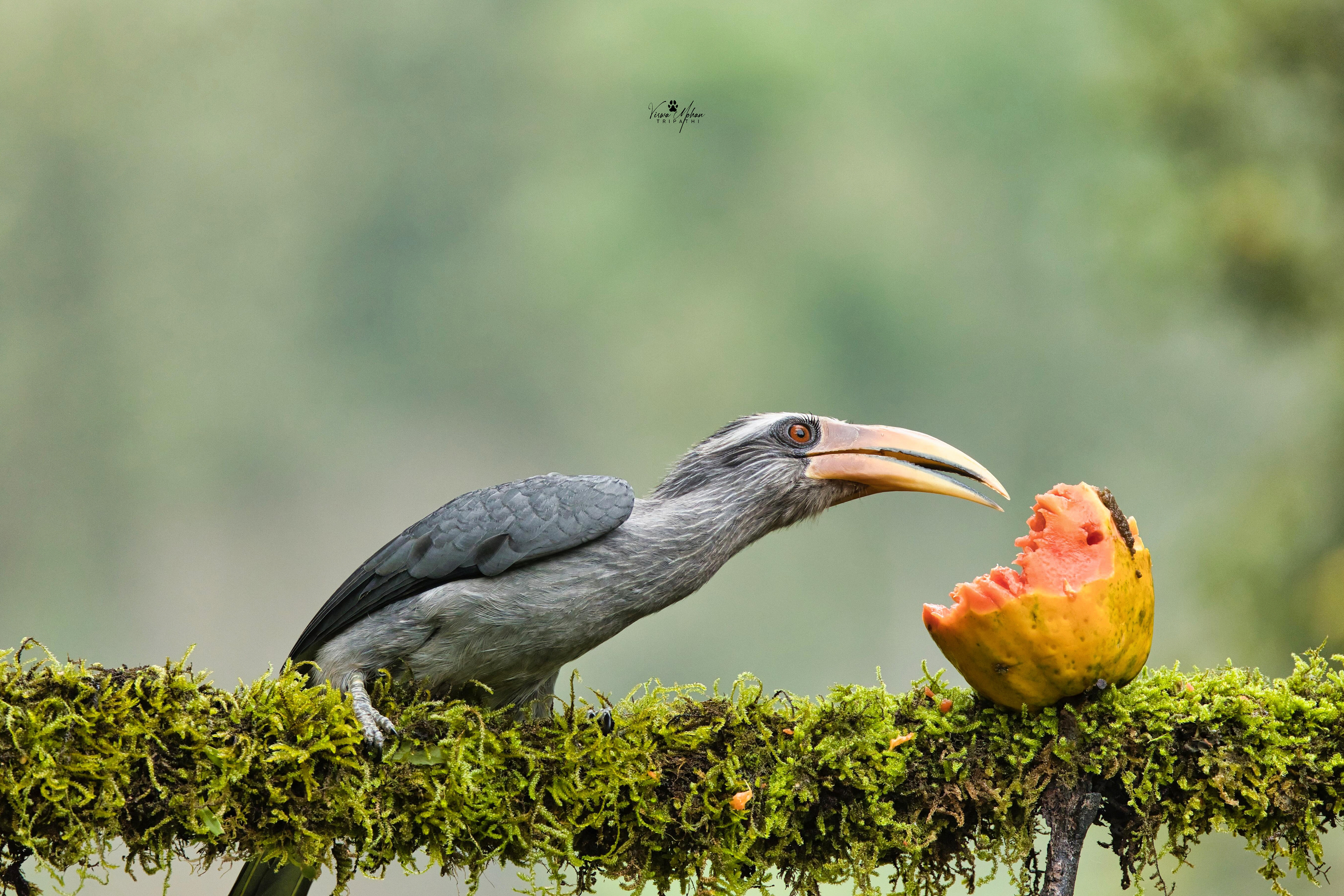 Malabar Hornbill