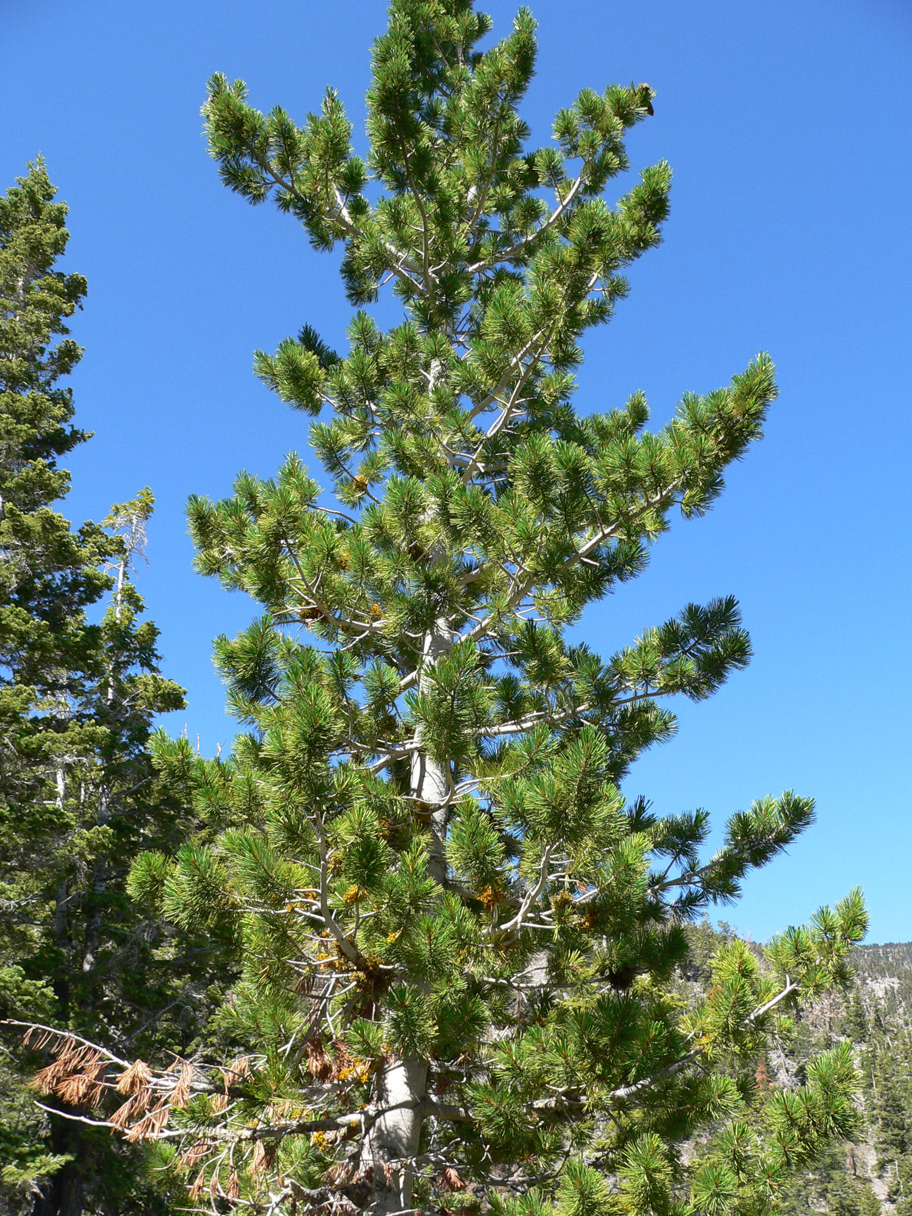 Limber Pine (Pinus Flexilis) P.C. Stan Shebs