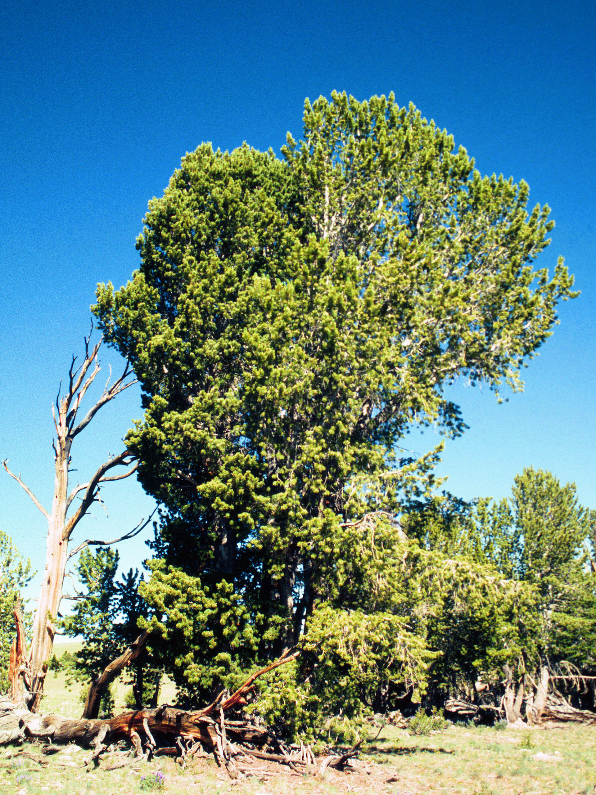 Whitebark Pine (Pinus albicaulis) P.C. Paul Bolstad
