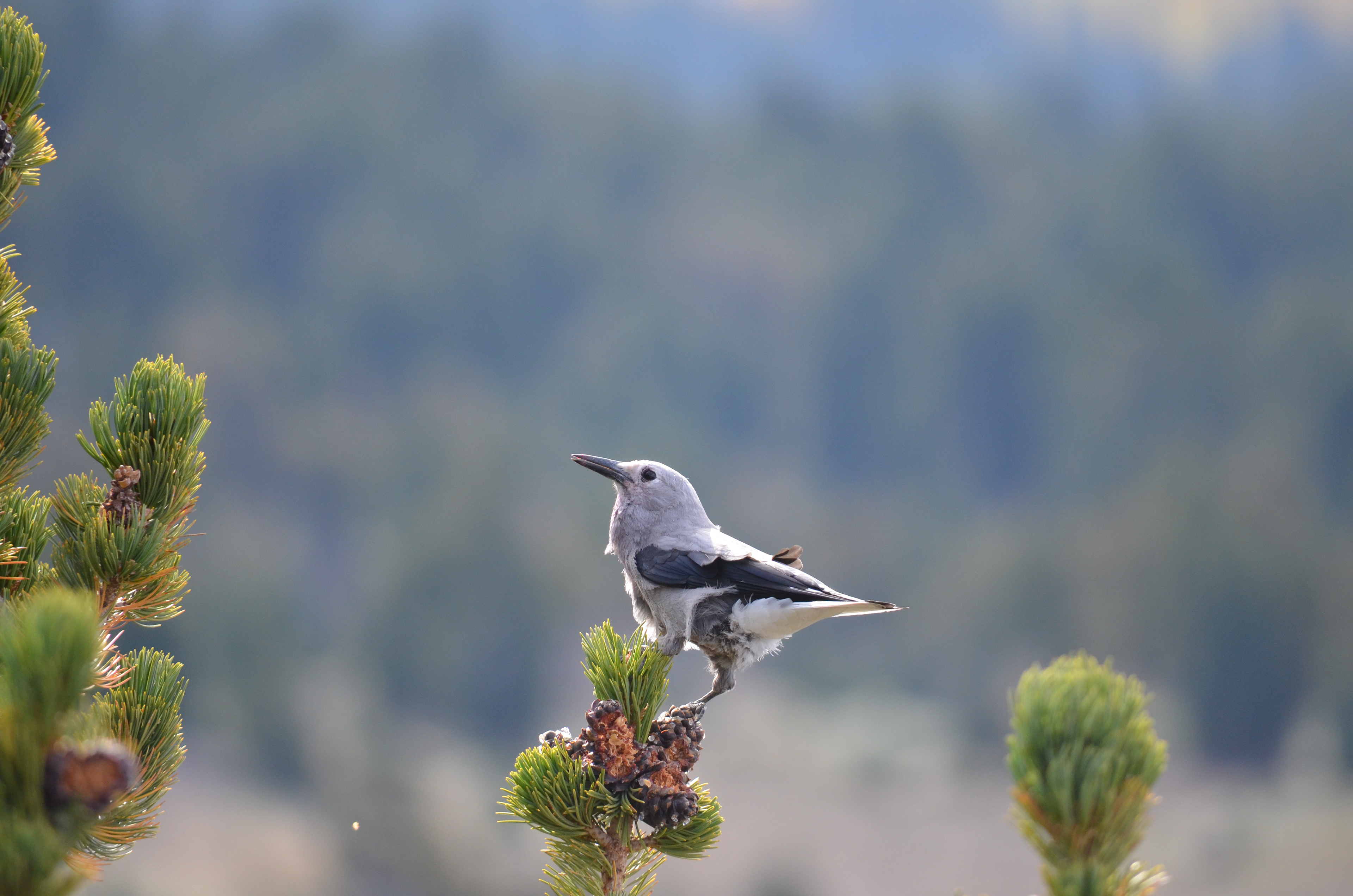 Clark's Nutcracker (Nucifraga columbiana) P.C. Lassen Volcanic National Park Service