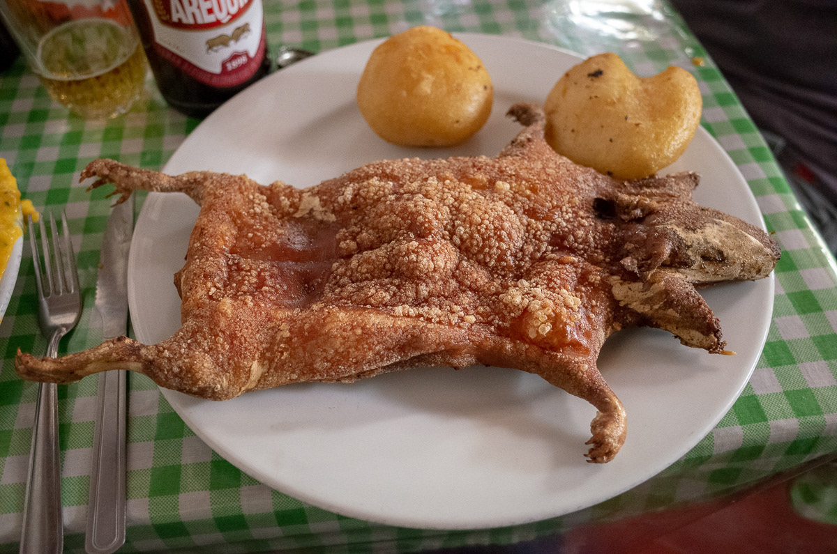 Porcellino d'India. Arequipa, Perù, 2018