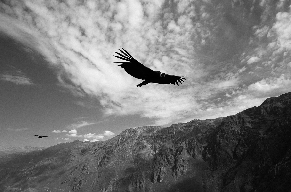 Colca Canyon, Perù, 2018