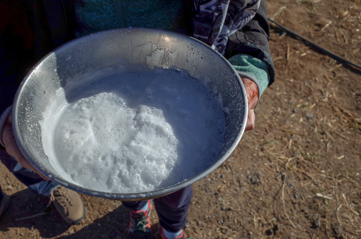 Latte di cammello. Merzouga, Marocco, 2018