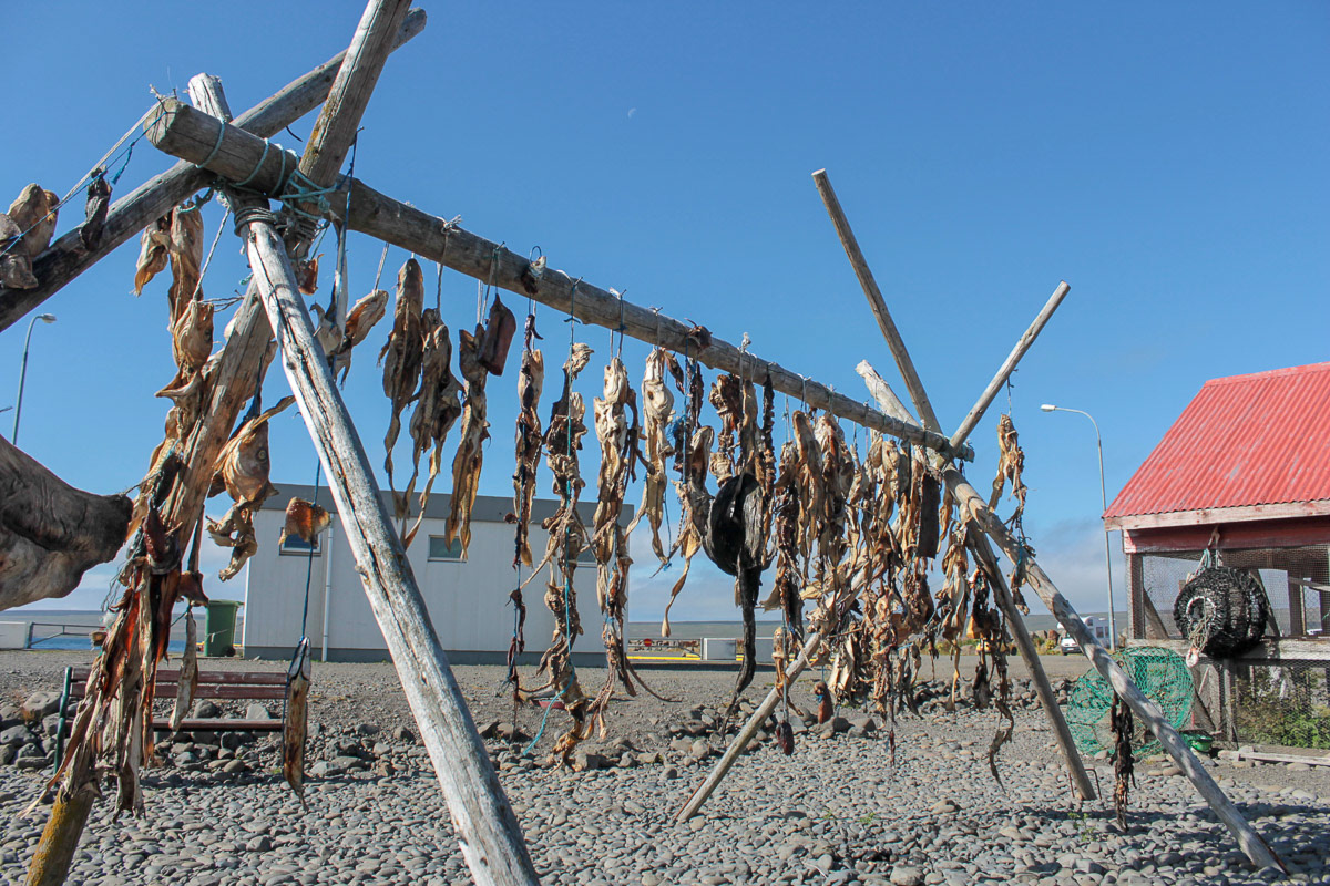 Merluzzo essiccato. Islanda, 2017