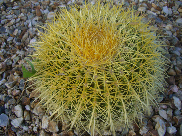 Tucson_AZ