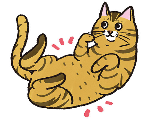 「ねこのきもち」2024年5月号 特集挿絵