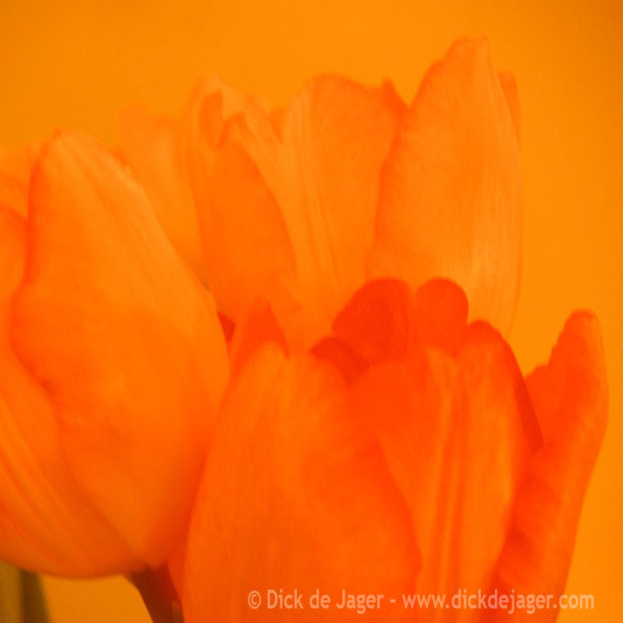 tulp oranje