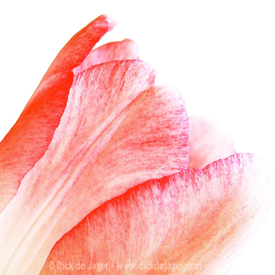 tulp rood