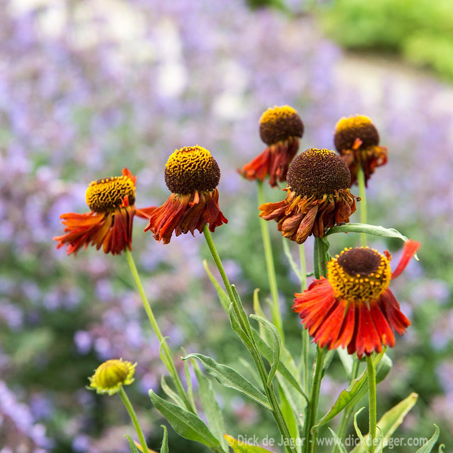 bloemen