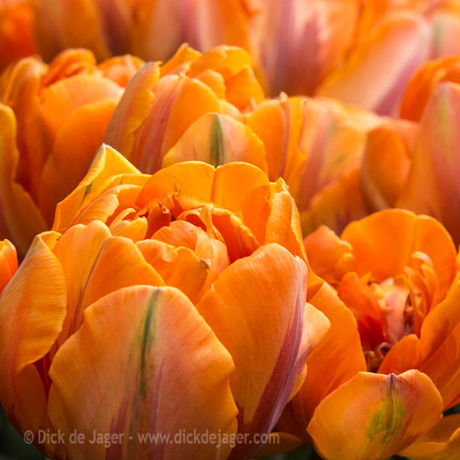 tulpen oranje