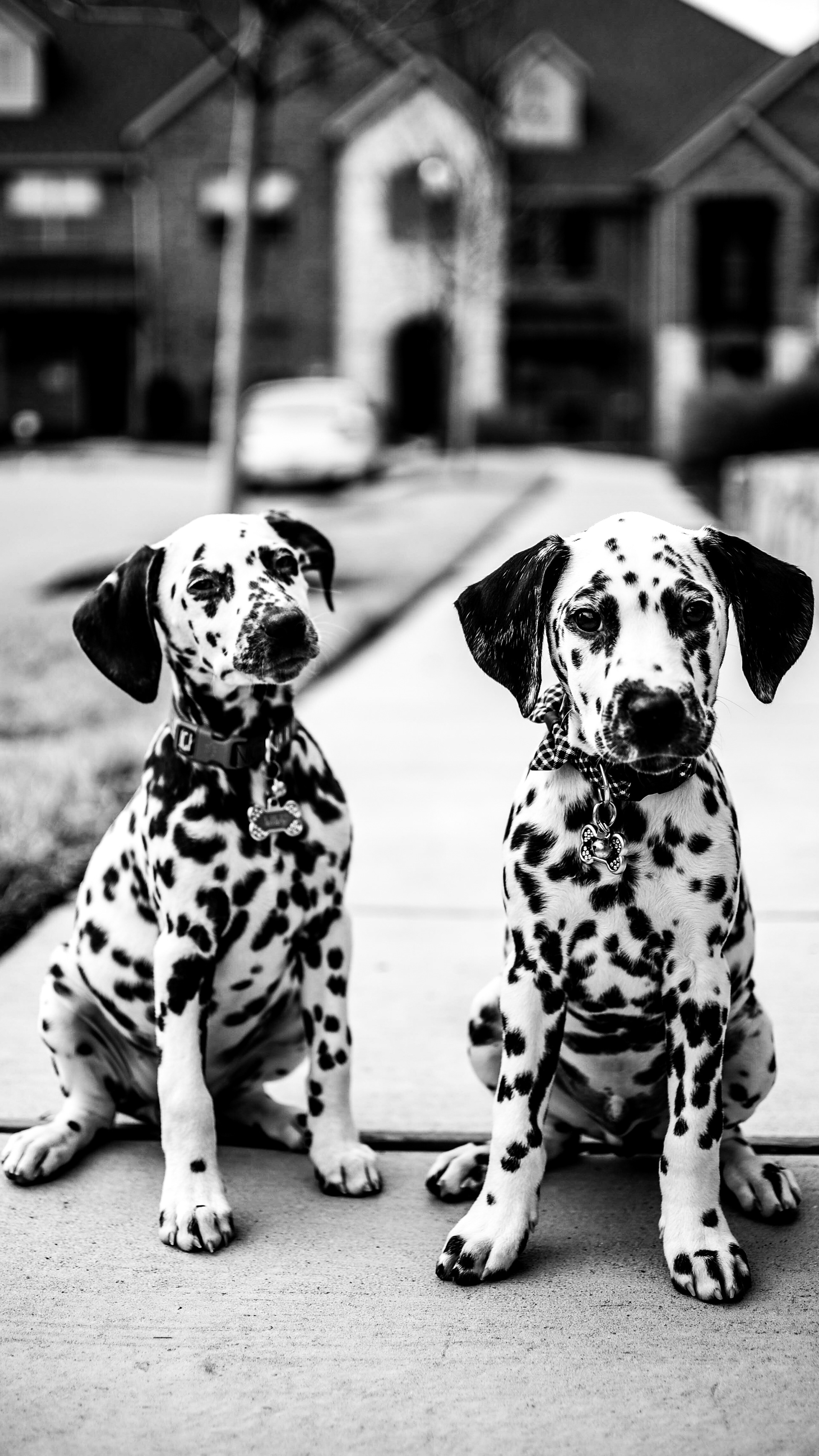 DALMATIAN SIBLINGS