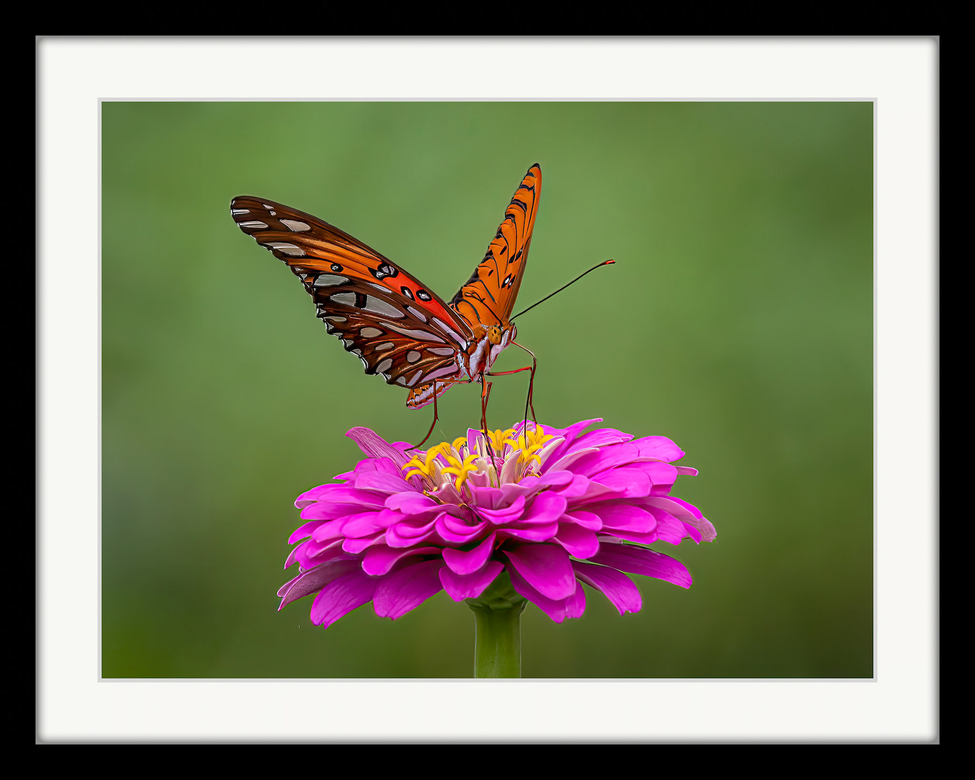 4562 Gulf Fritillary
