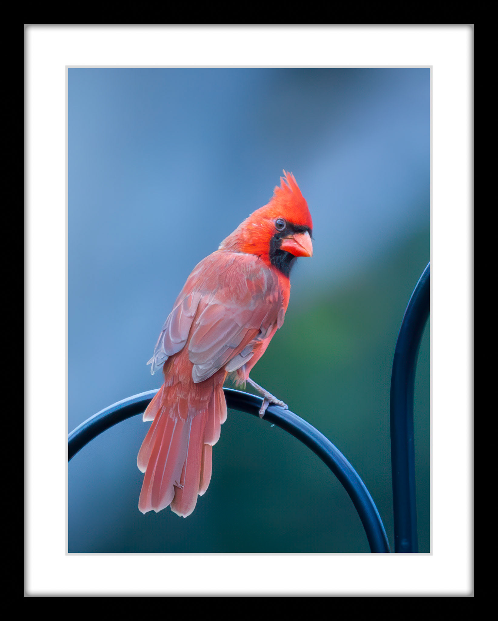 5482 Cardinal