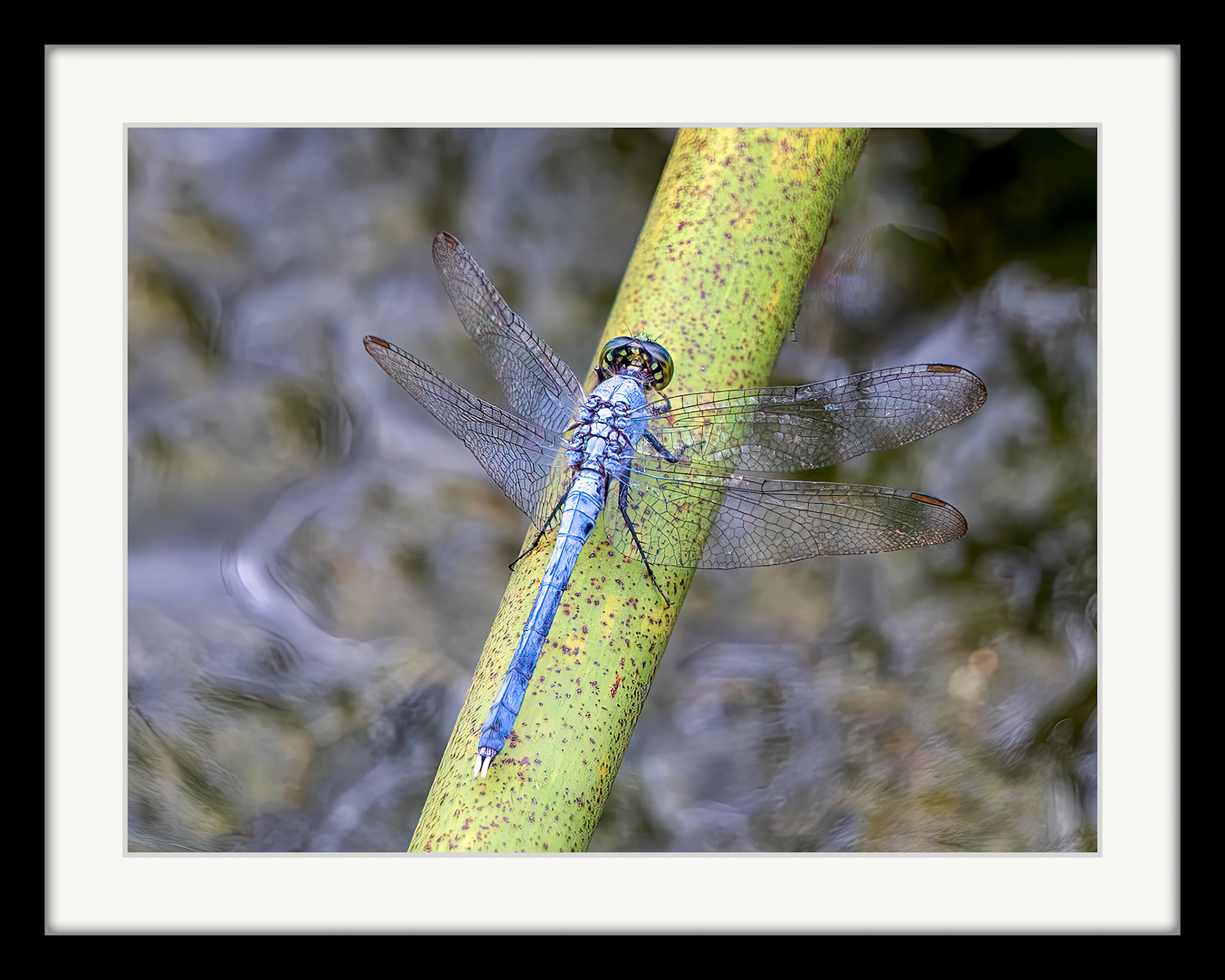 3938 Eastern Pondhawk