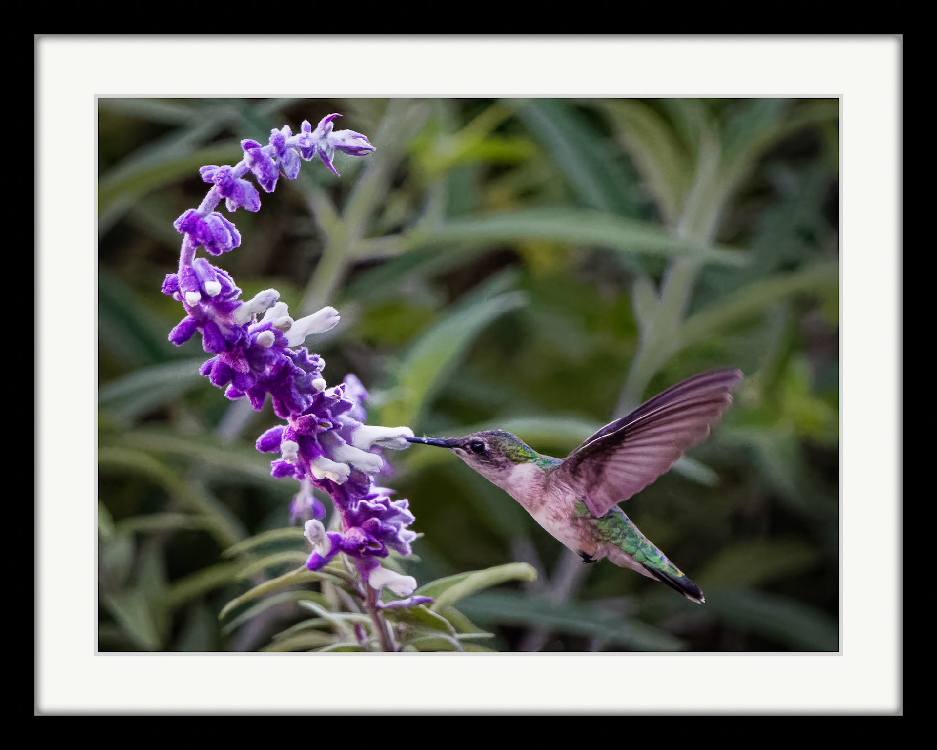 0735 Hummingbird