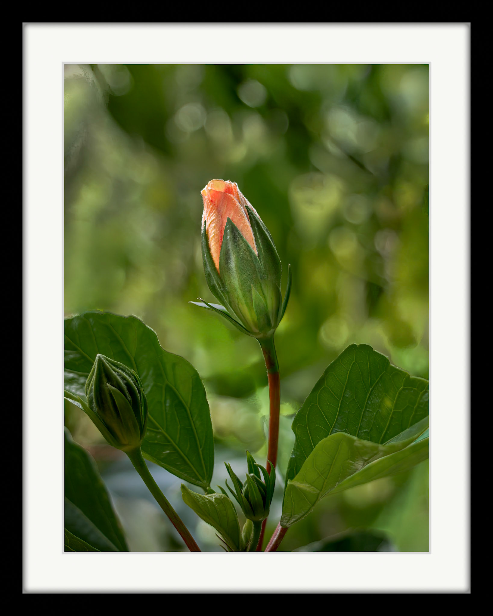 4174 Hibiscus Bud