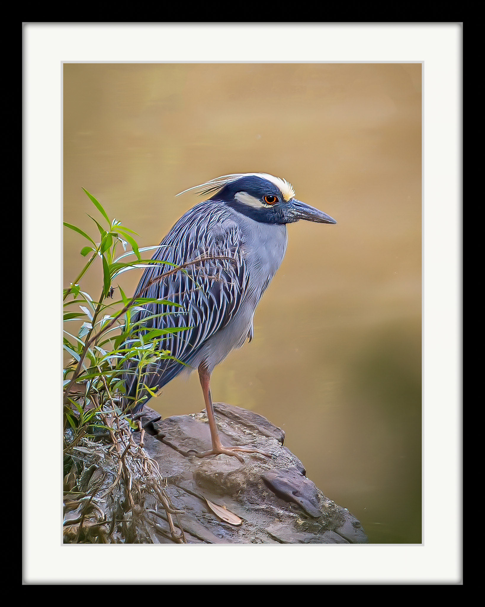 6259 Yellow-Crowned Night Heron