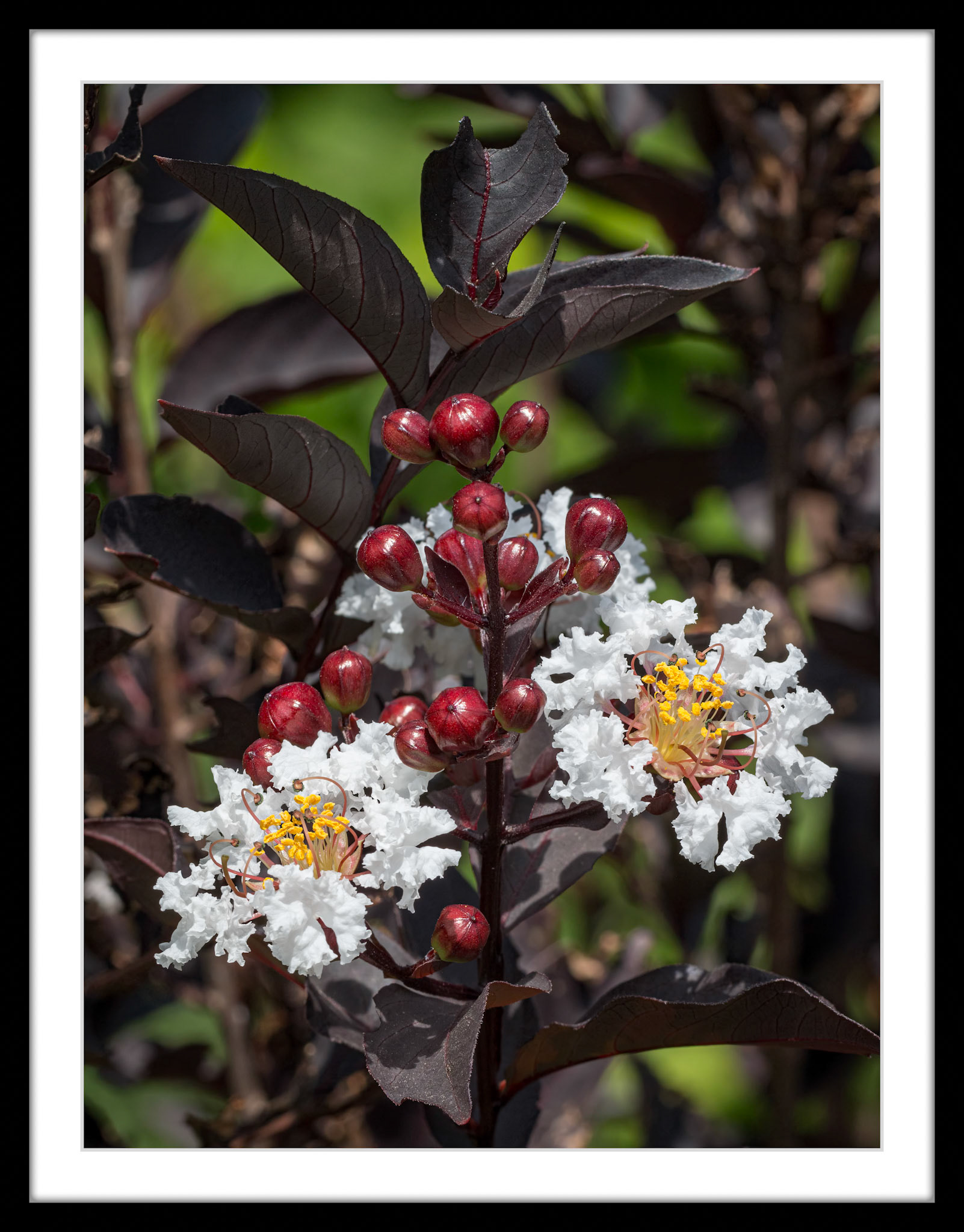 4808 Crape Myrtle