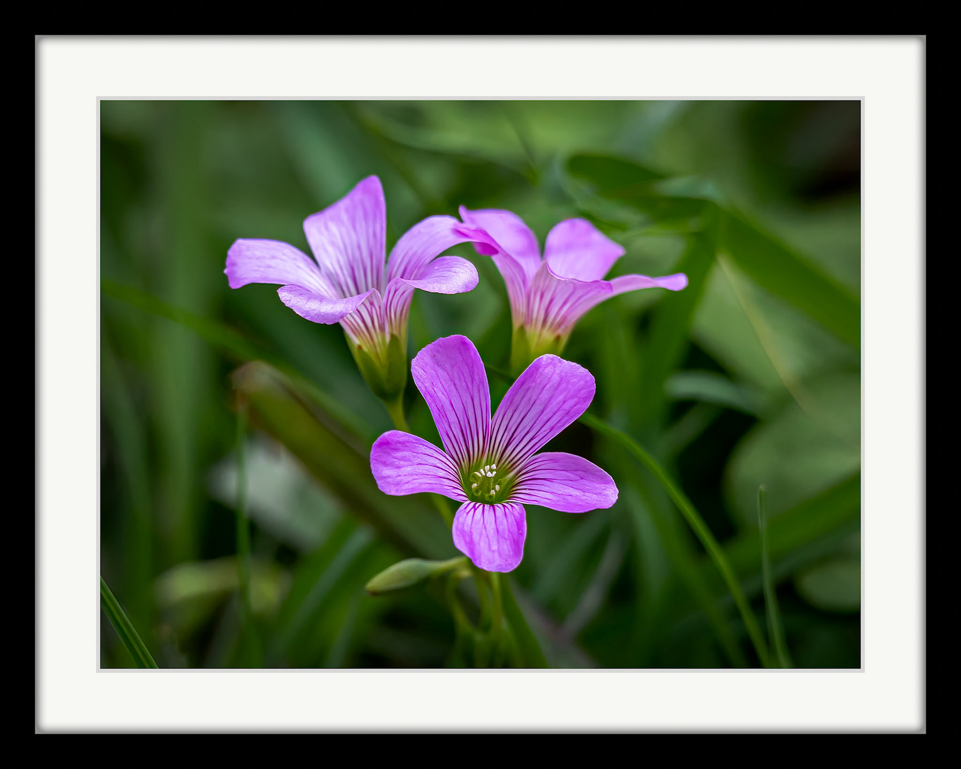 0764 Windowbox Woodsorrel