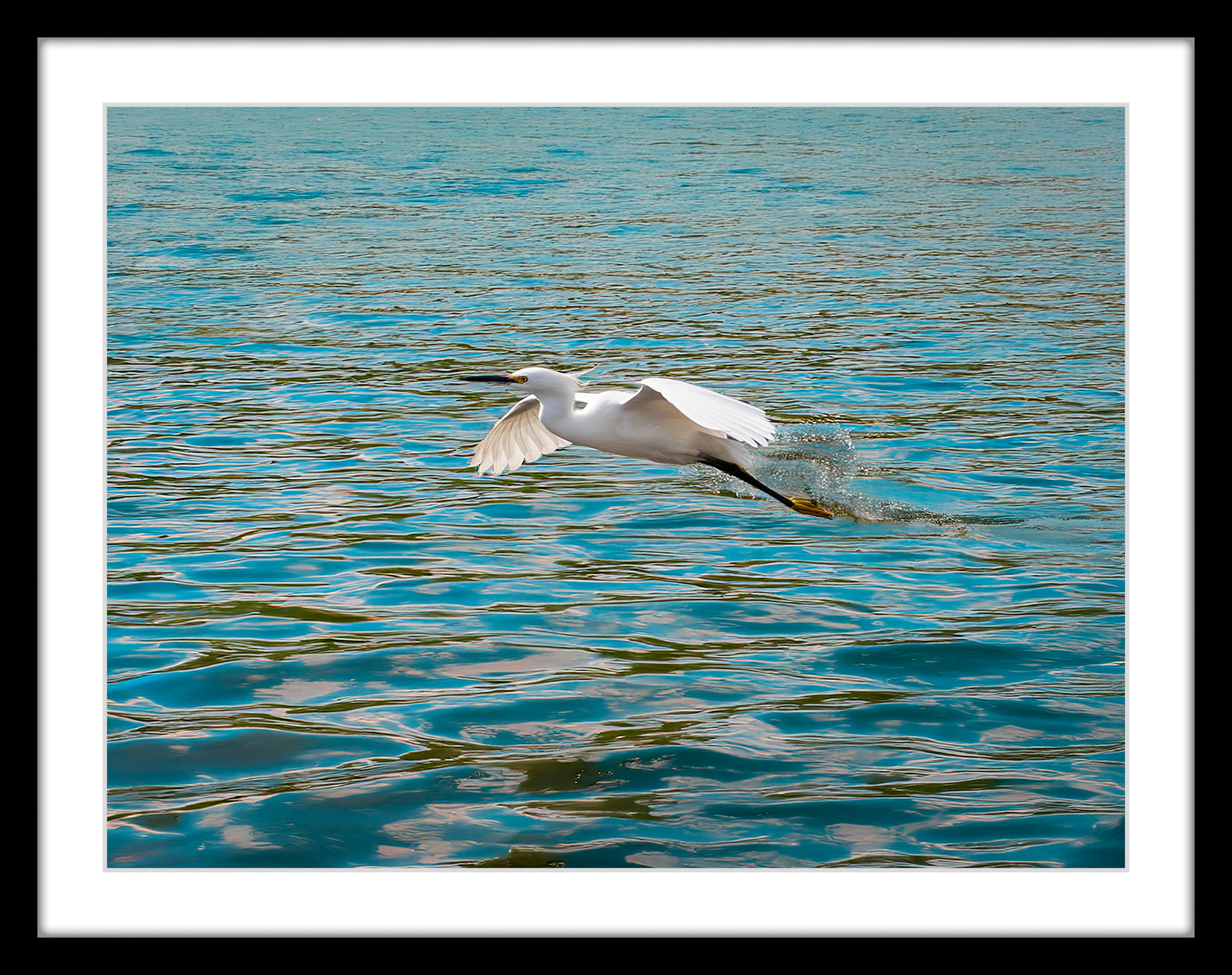 5247 Snowy Egret