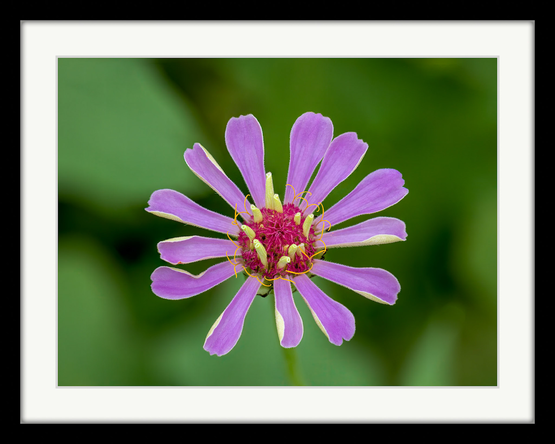 8508 Zinnia