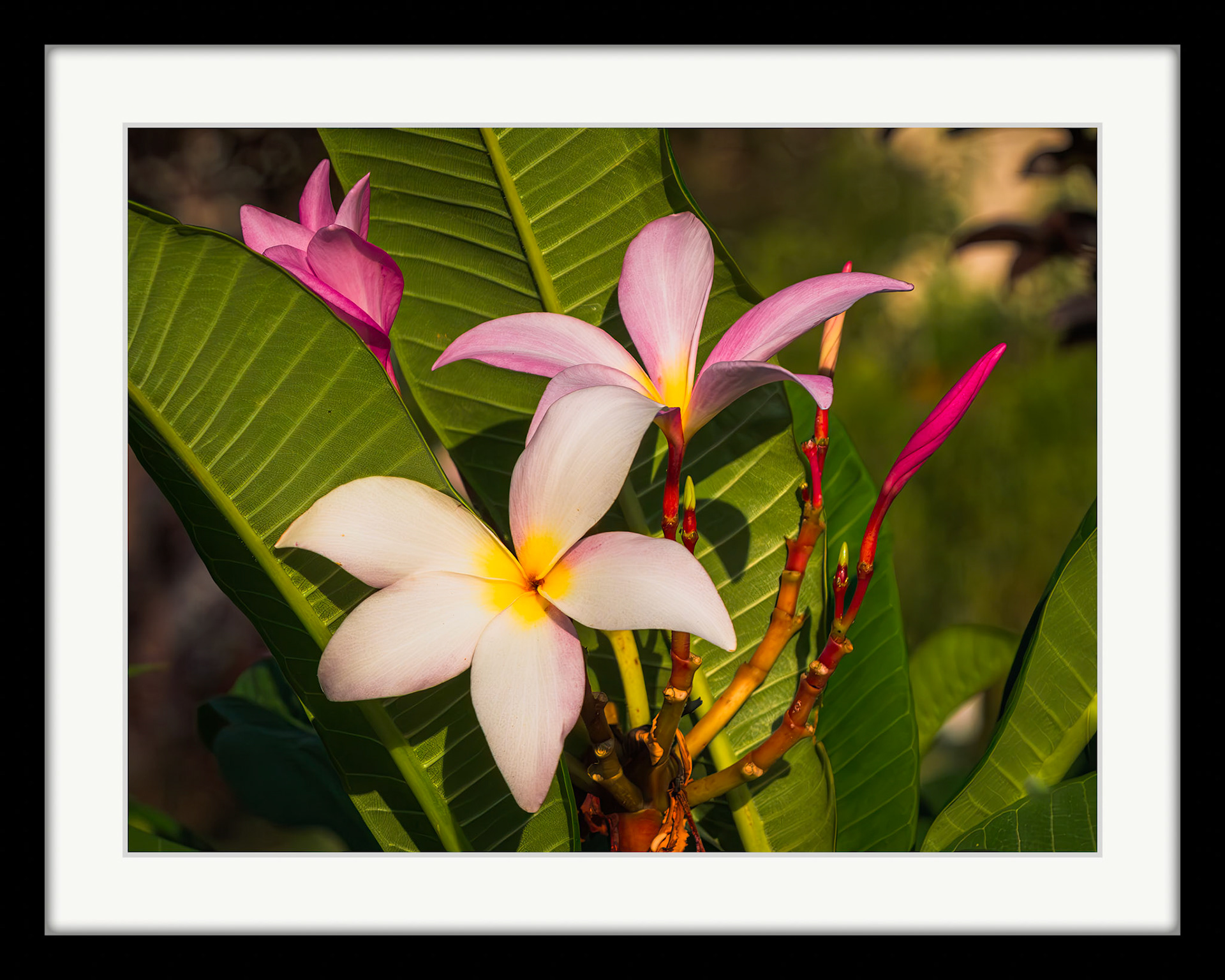 0269 Pink Plumeria