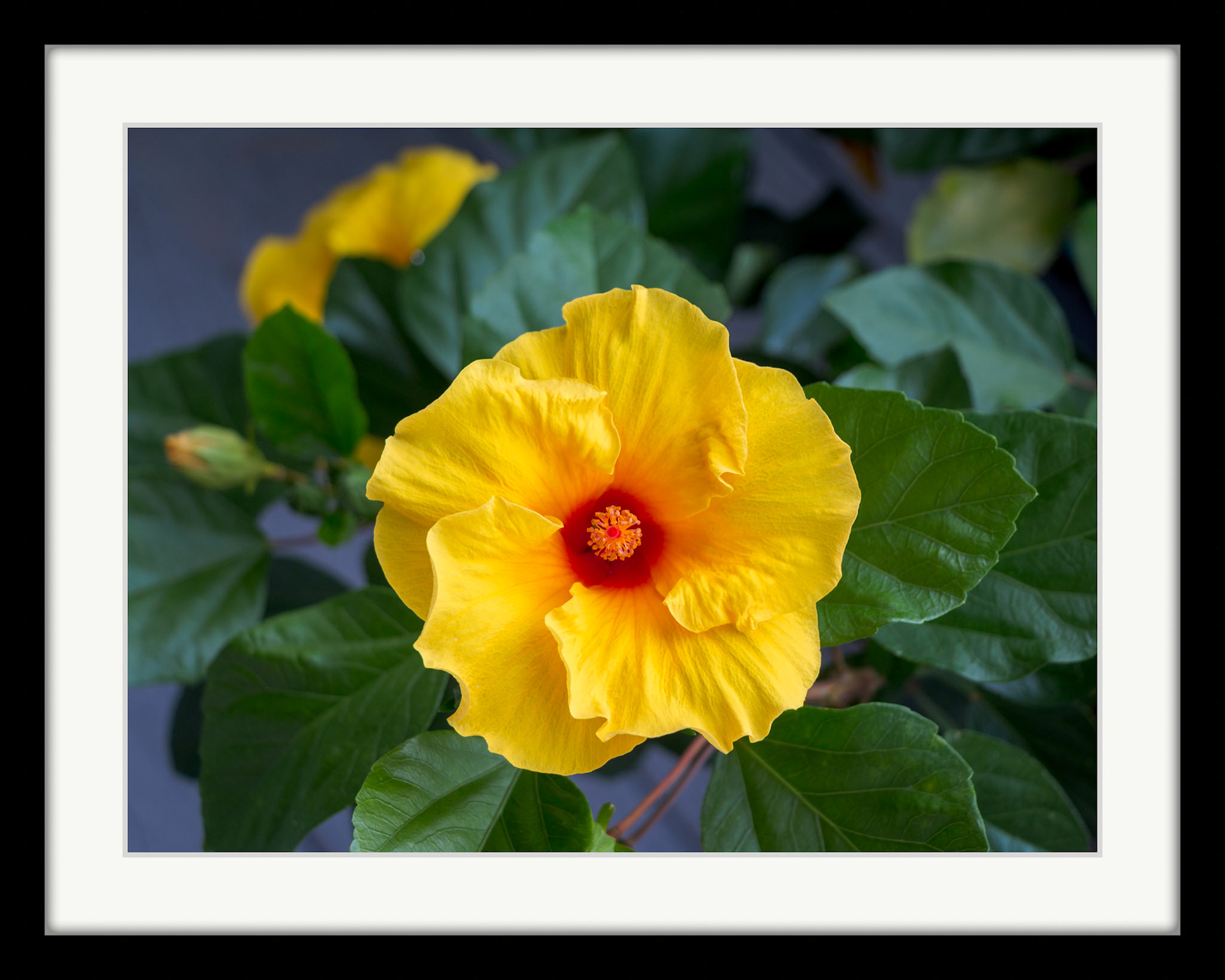 4082 Hibiscus