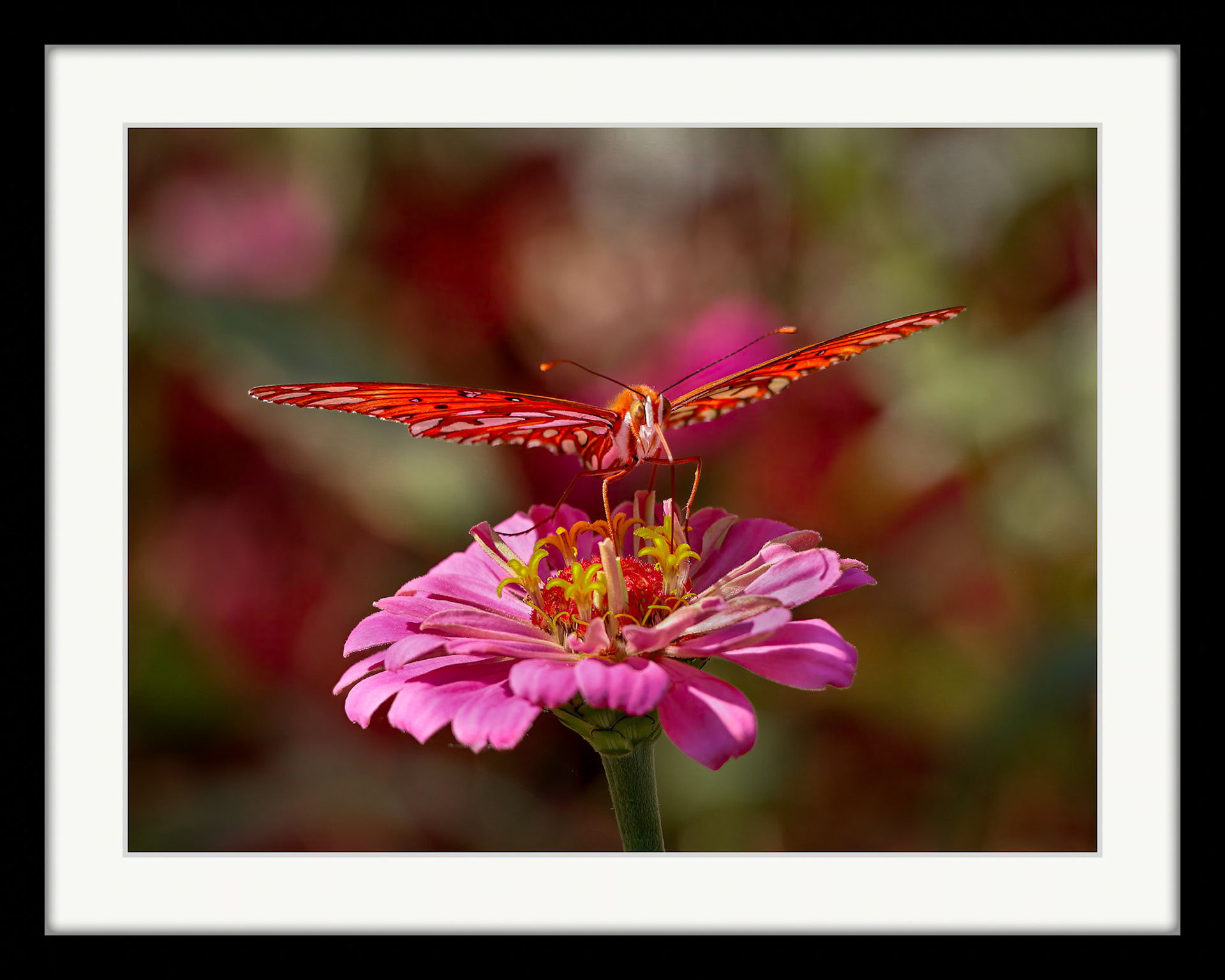 4817 Gulf Fritillary