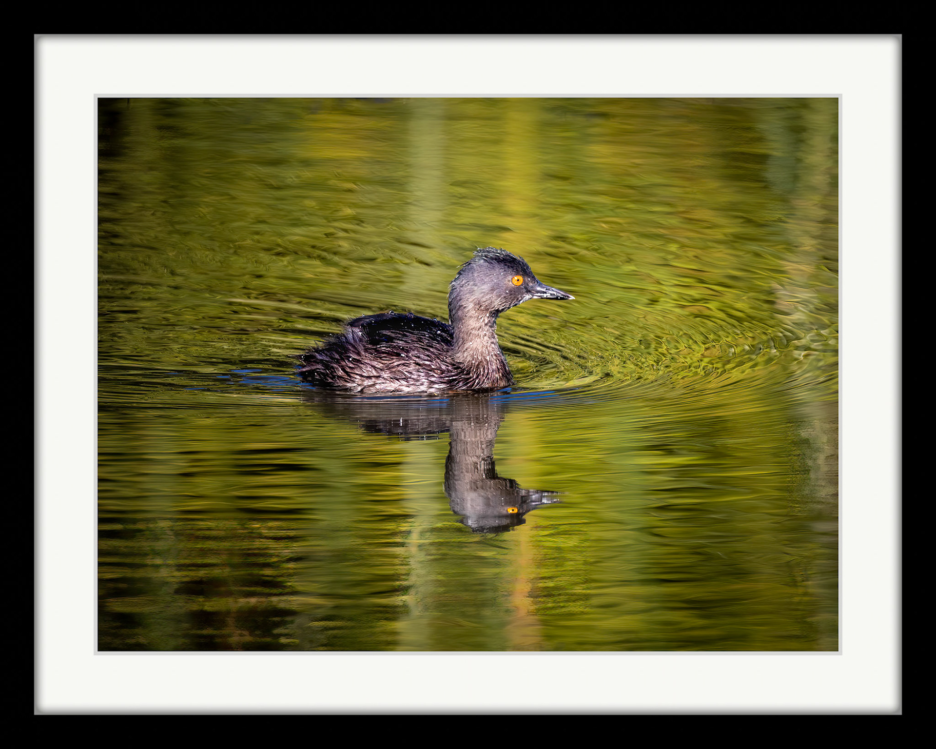 2038 Least Grebe
