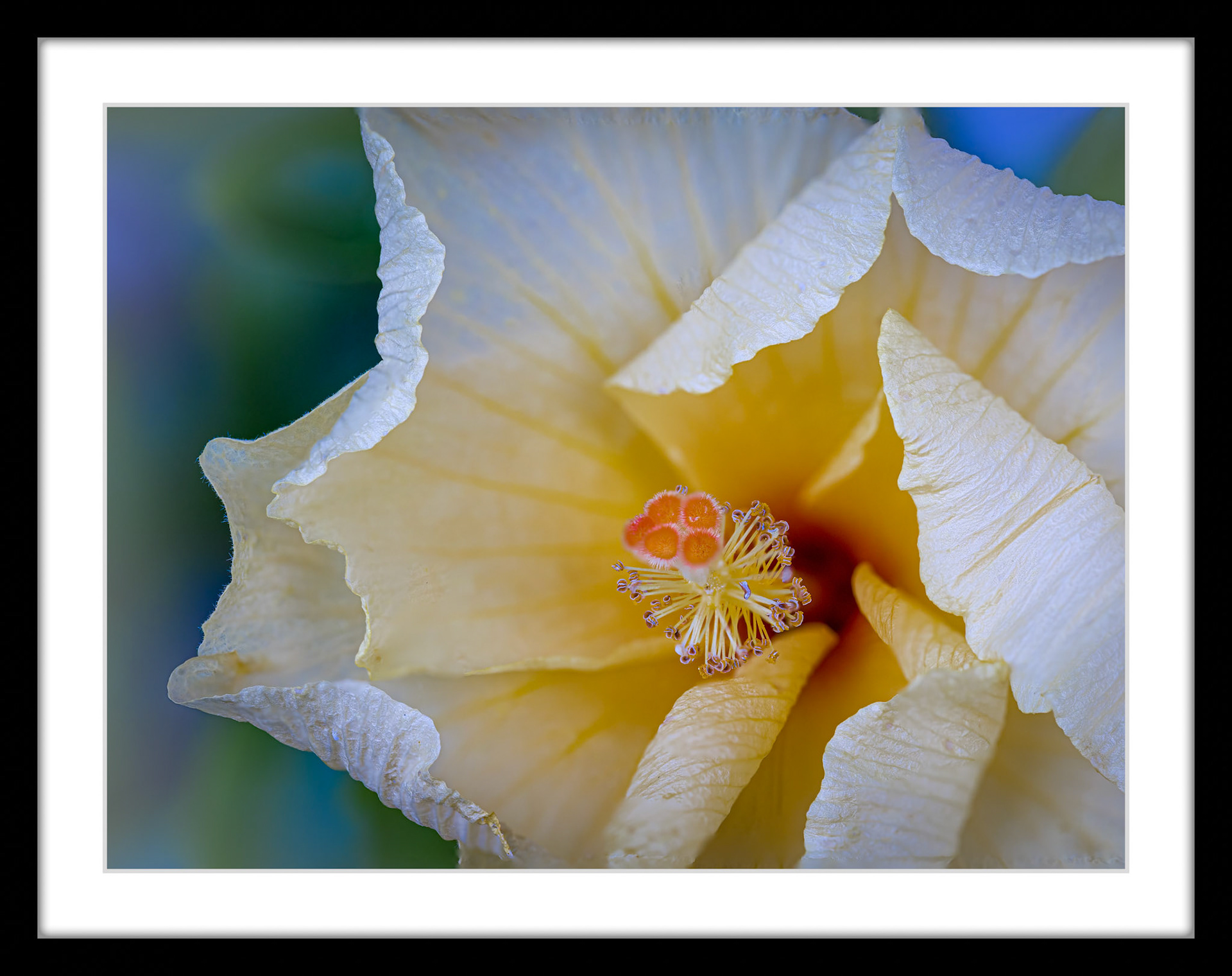 3622 Yellow Hibiscus
