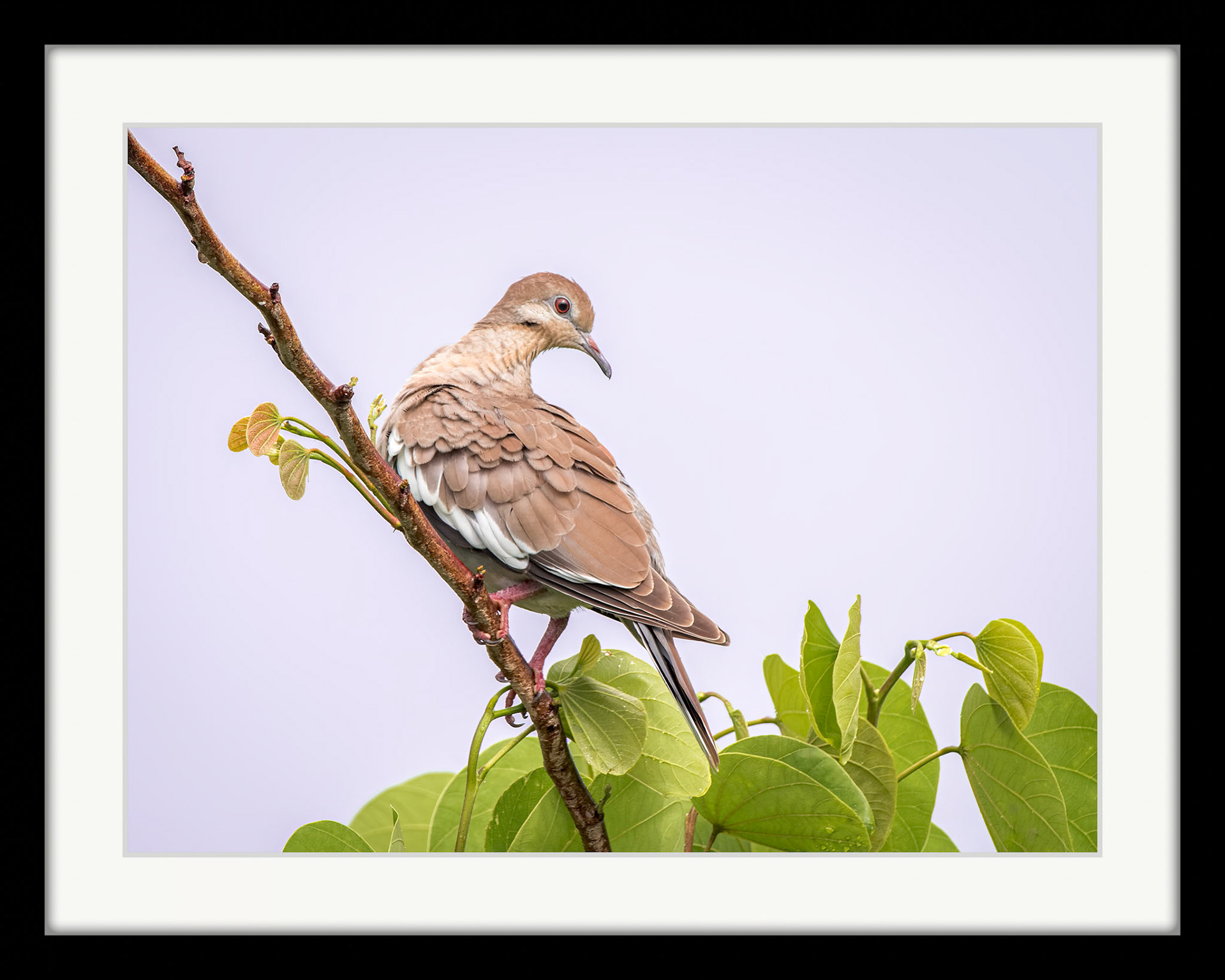 2367 White Winged Dove