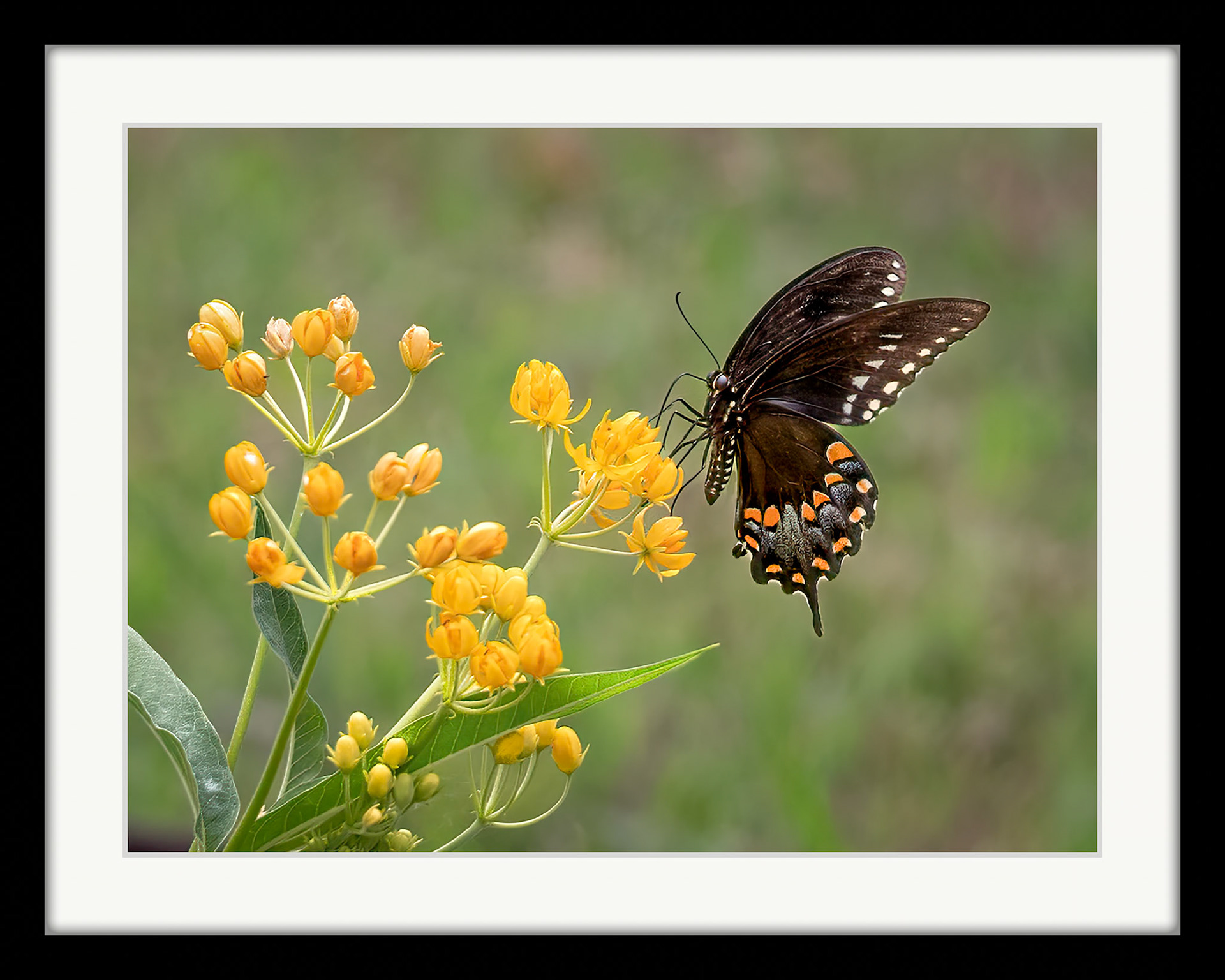 6972 Spicebush Swallowtail