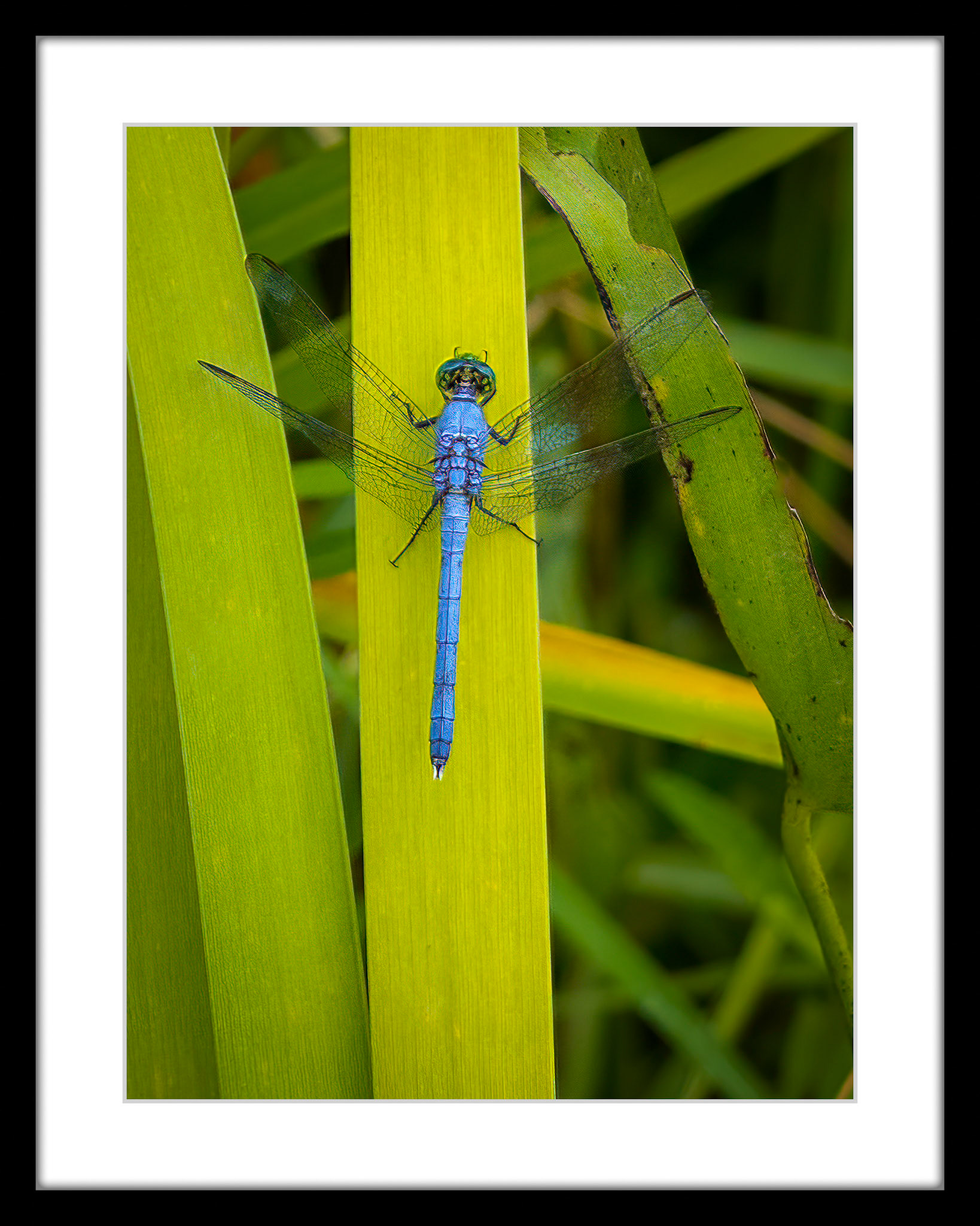 5981 Dragonfly