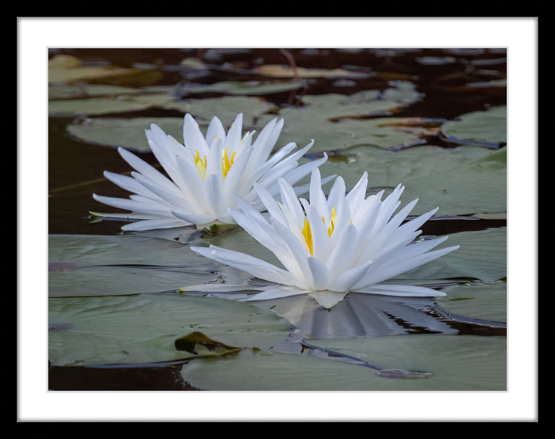 5359 Water Lilly