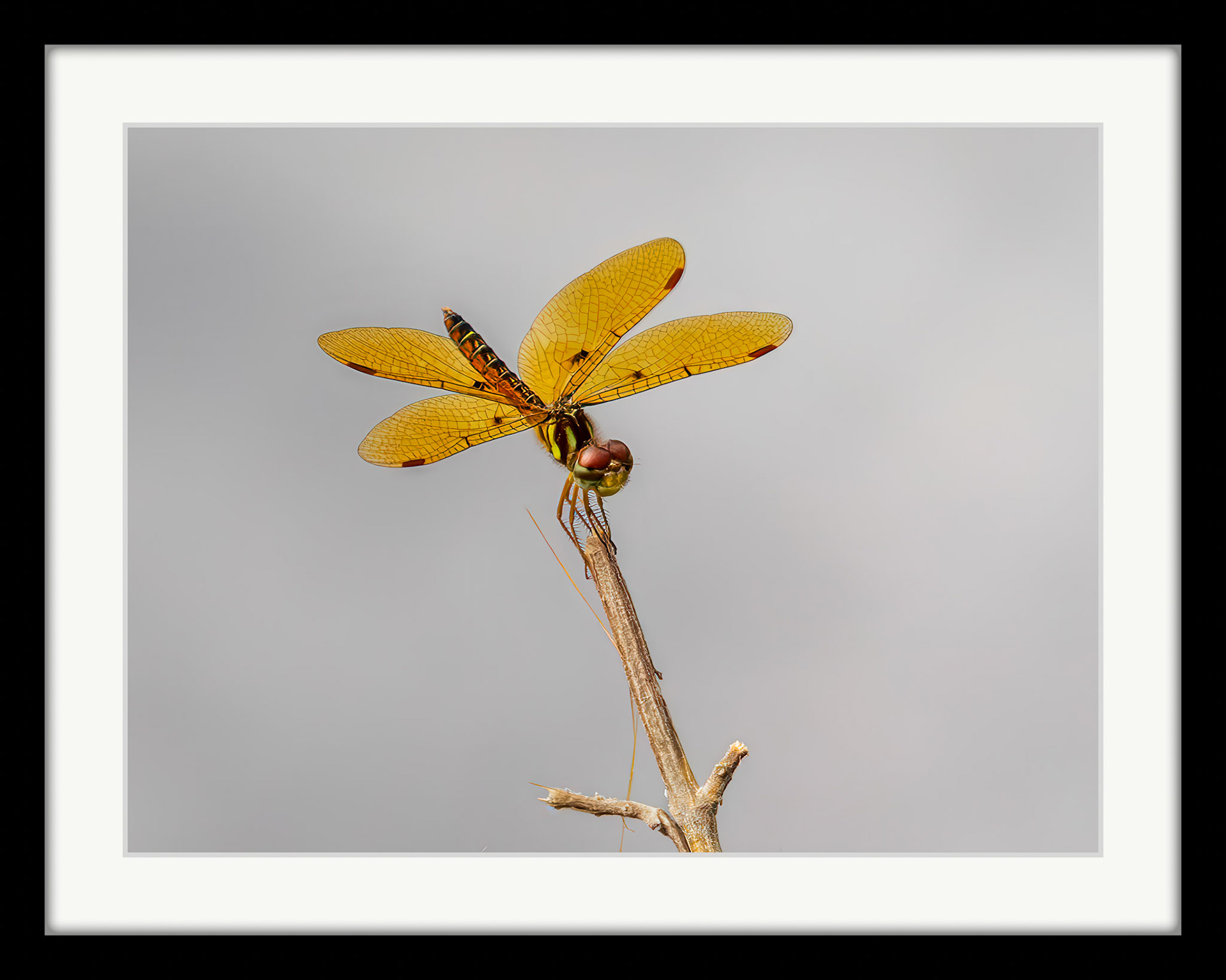 3107 Eastern Amberwing