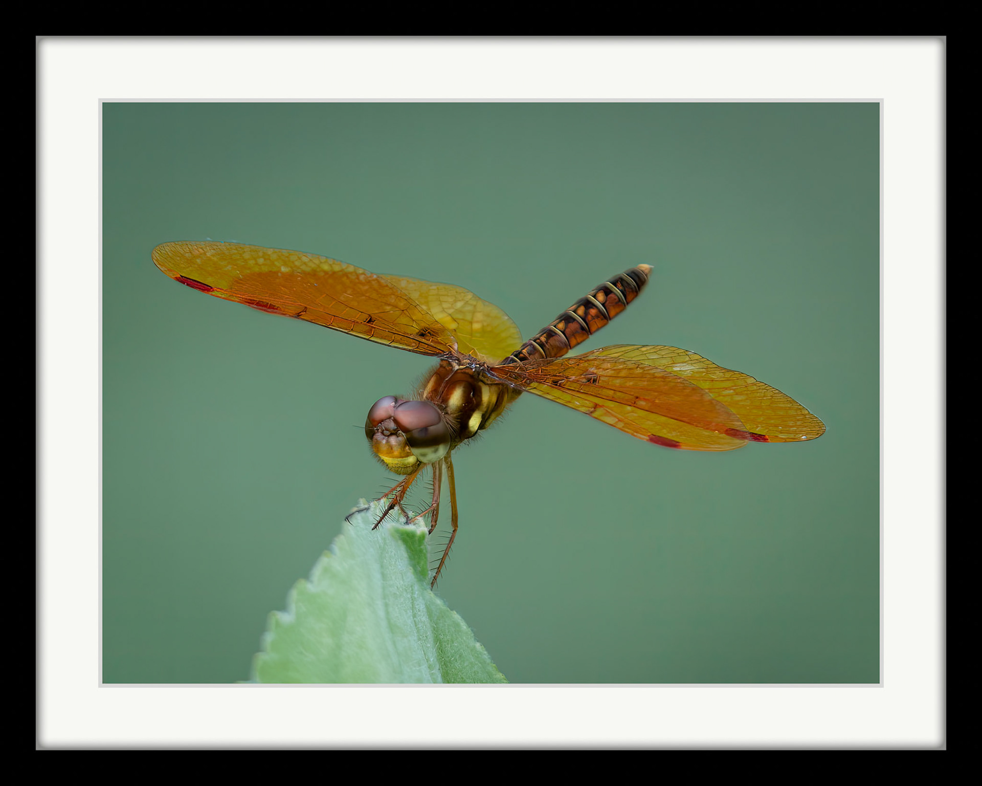 0257 Eastern Amberwing