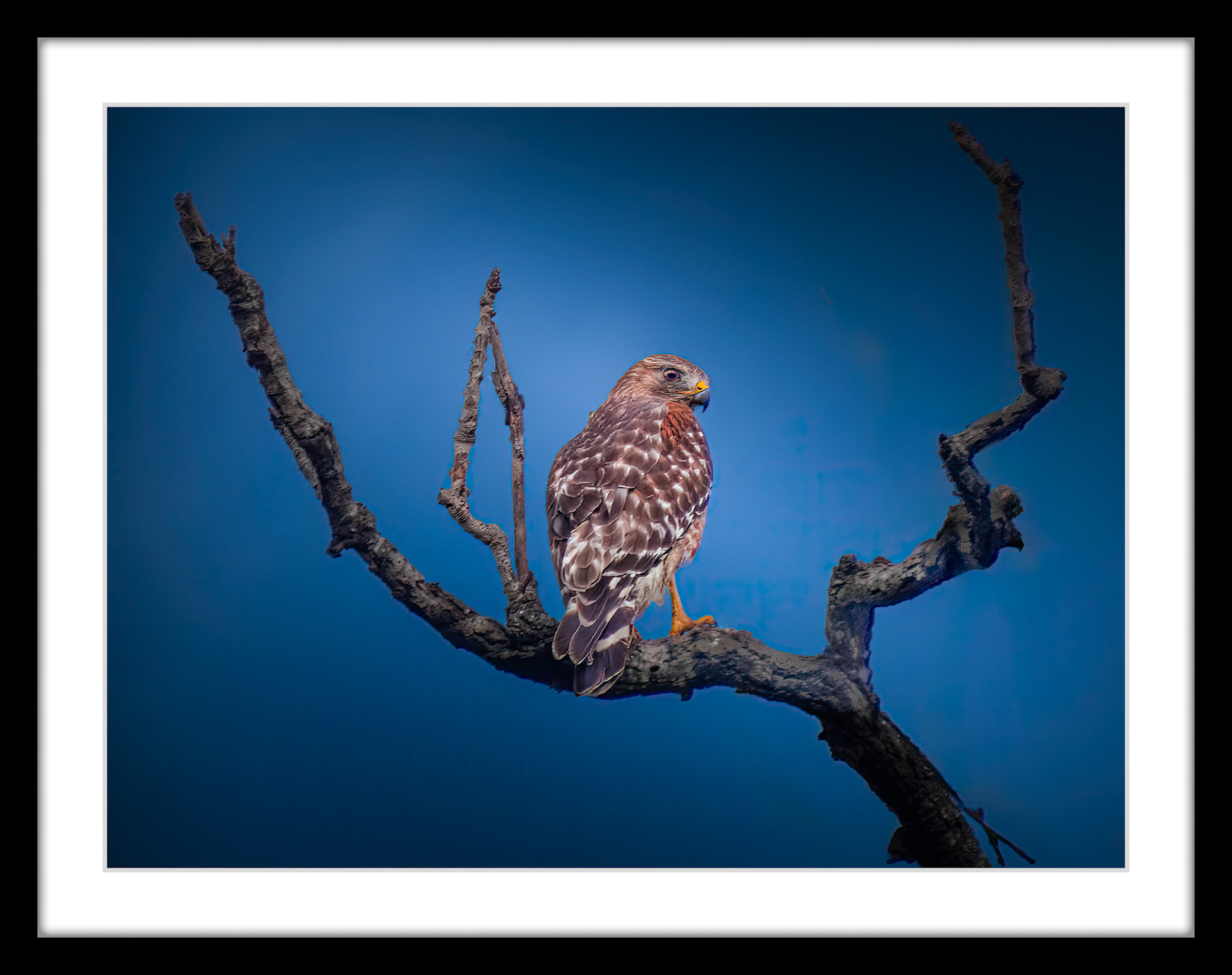 1160 Red-Shoulder Hawk