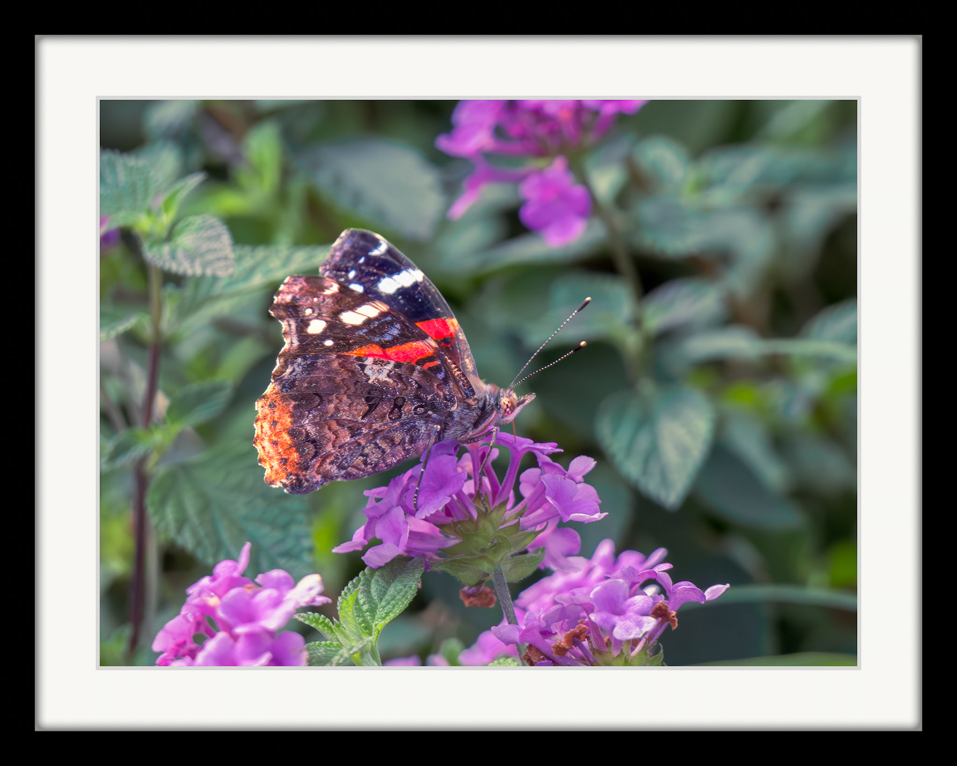 1985 Red Admiral